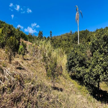 Sítio / Chácara para Venda no bairro Linha Quatro Cantos em Morro Reuter