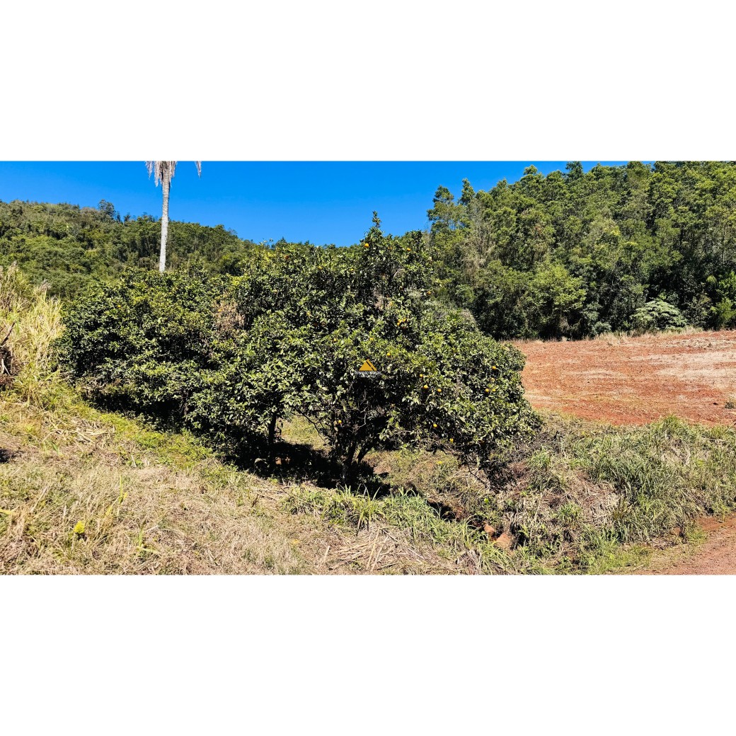 Sítio / Chácara para Venda no bairro Linha Quatro Cantos em Morro Reuter