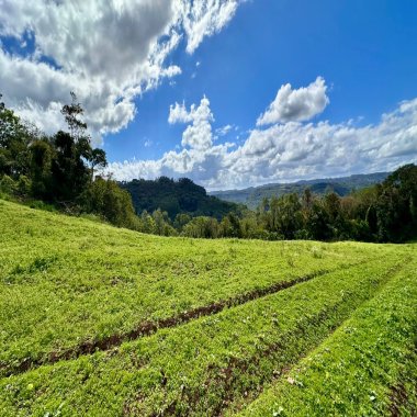 Área 4,5 Hectares em Santa Maria do Herval | Plana + Riacho + Vista | Oportunidade