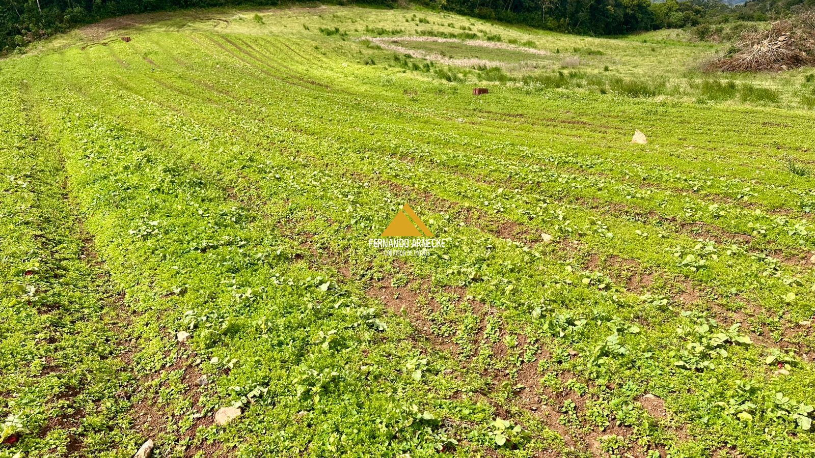 Área 4,5 Hectares em Santa Maria do Herval | Plana + Riacho + Vista | Oportunidade