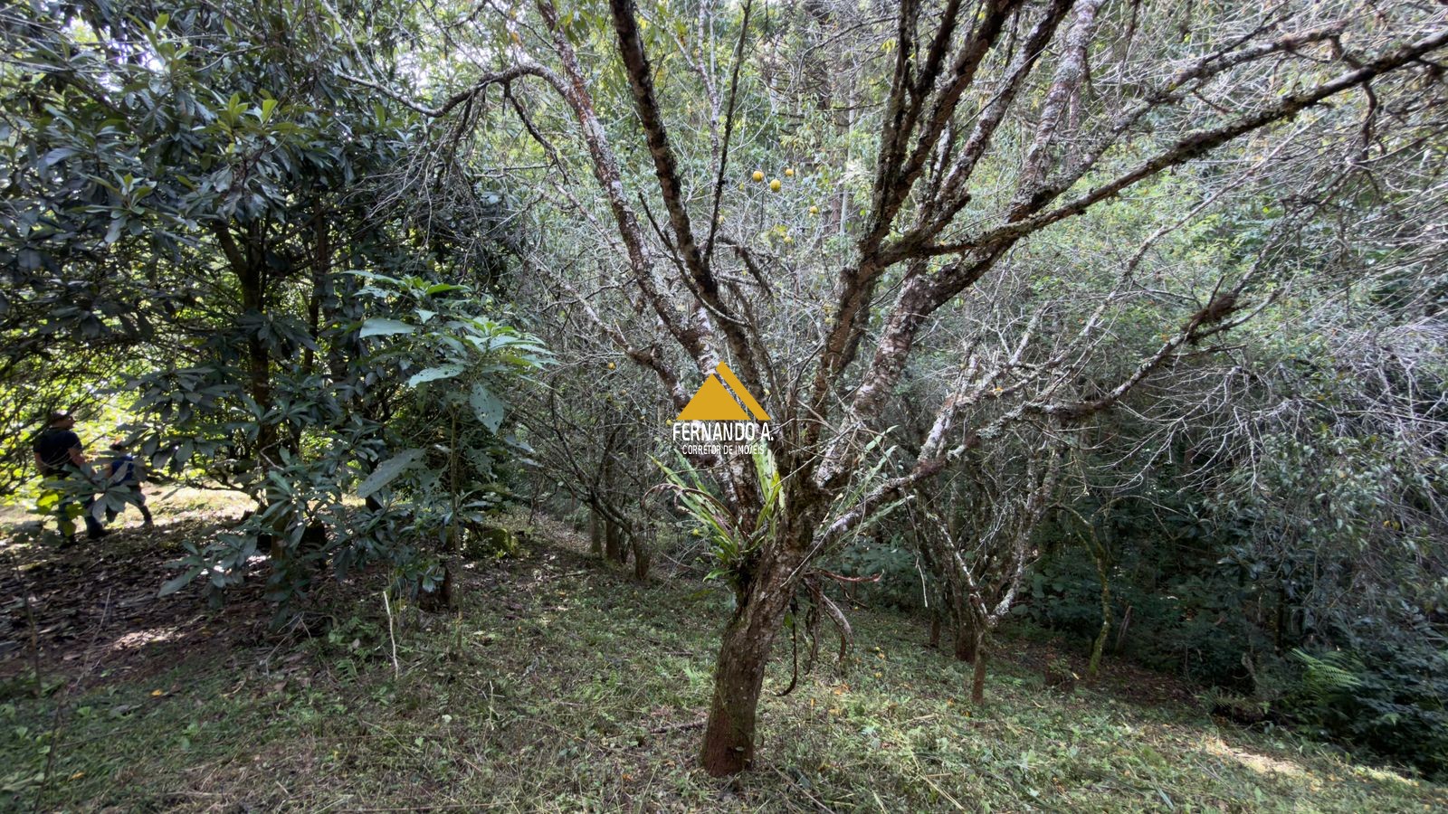 Sítio / Chácara 3 quartos para Venda no bairro Zona Rural em Gramado