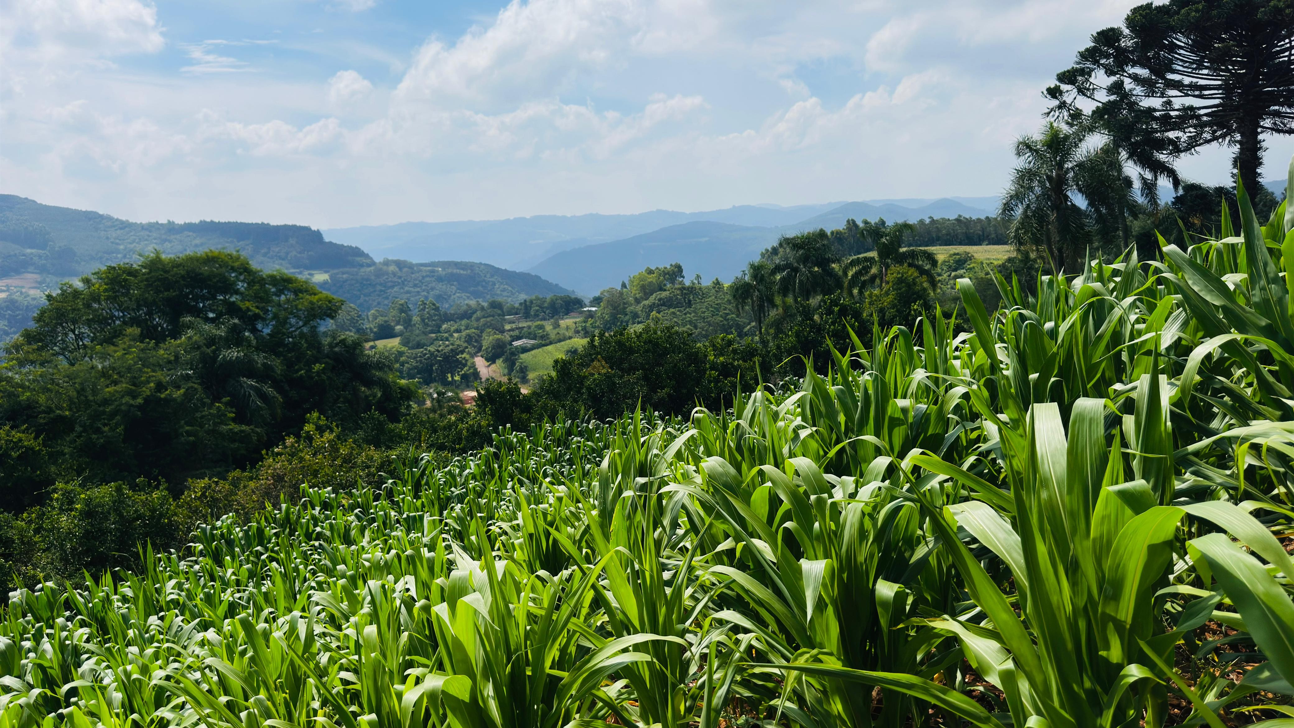 Sítio / Chácara para Venda no bairro Linha Quatro Cantos em Morro Reuter