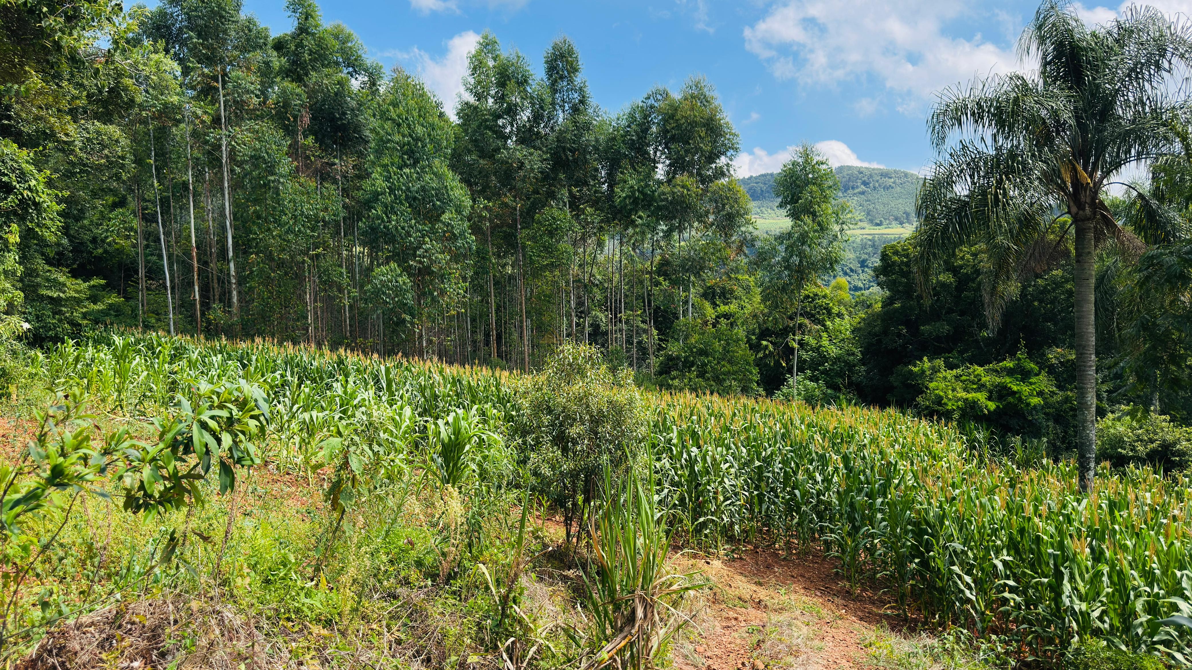 Sítio / Chácara para Venda no bairro Linha Quatro Cantos em Morro Reuter