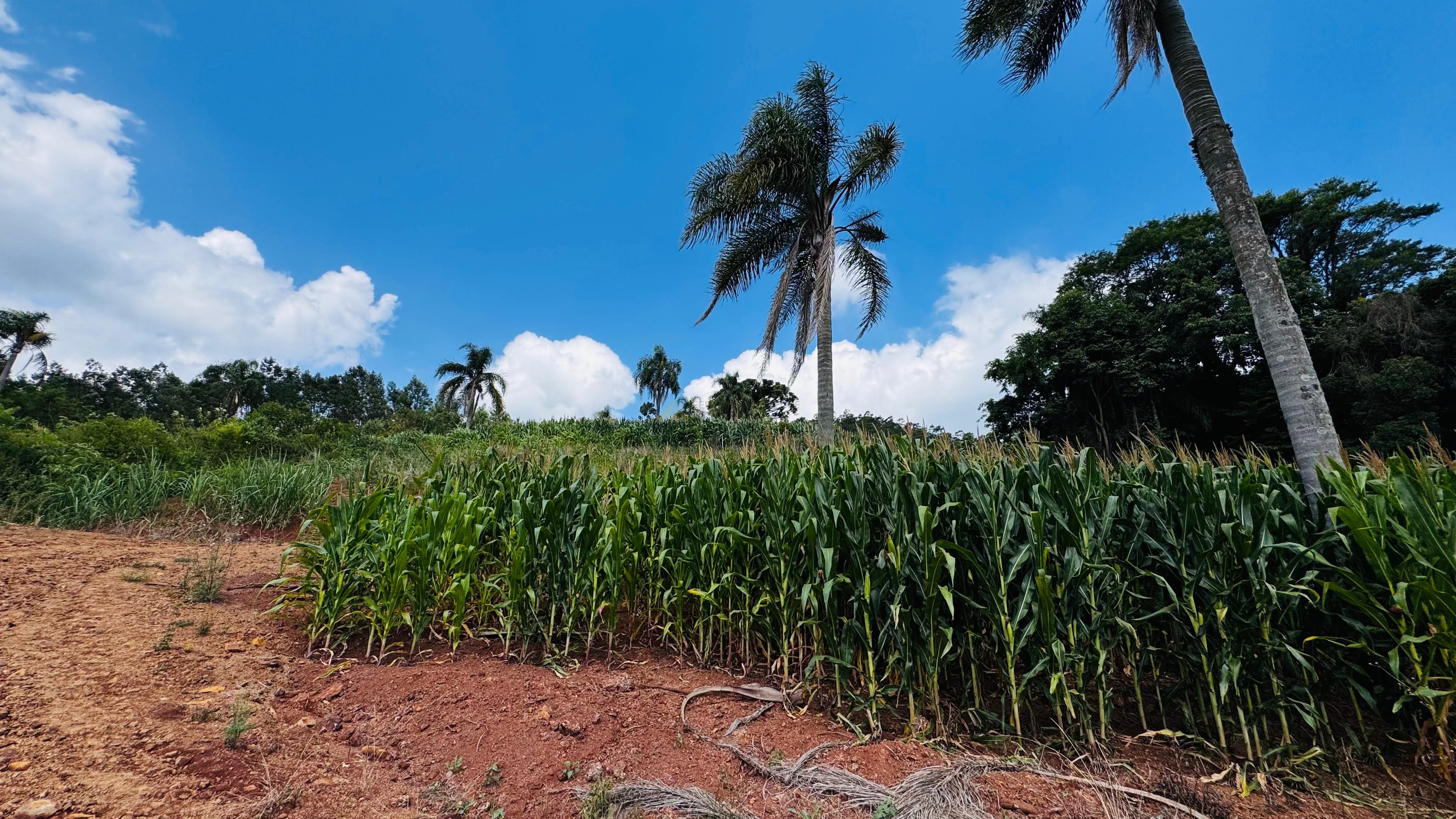 Sítio / Chácara para Venda no bairro Linha Quatro Cantos em Morro Reuter