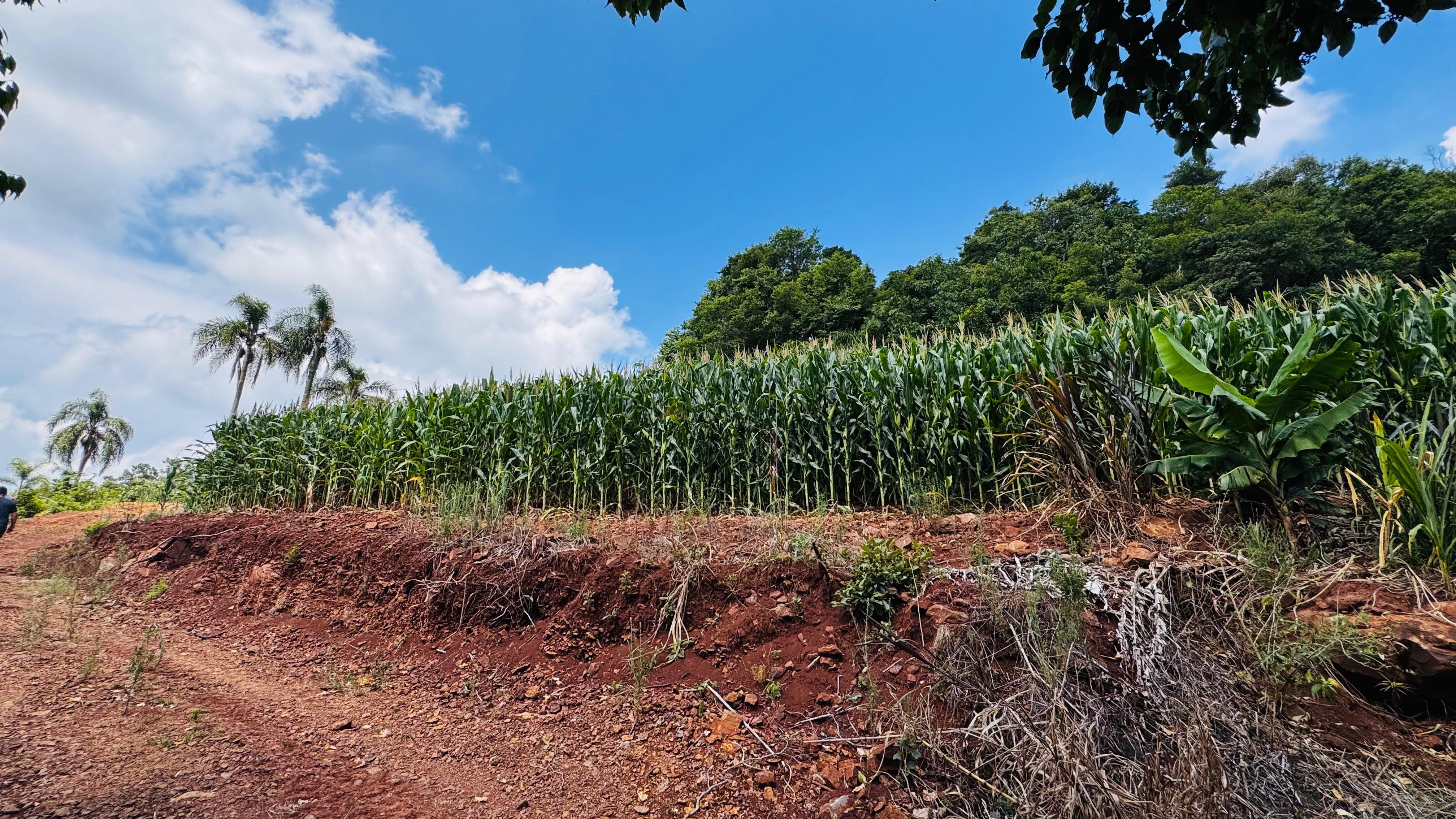 Sítio / Chácara para Venda no bairro Linha Quatro Cantos em Morro Reuter