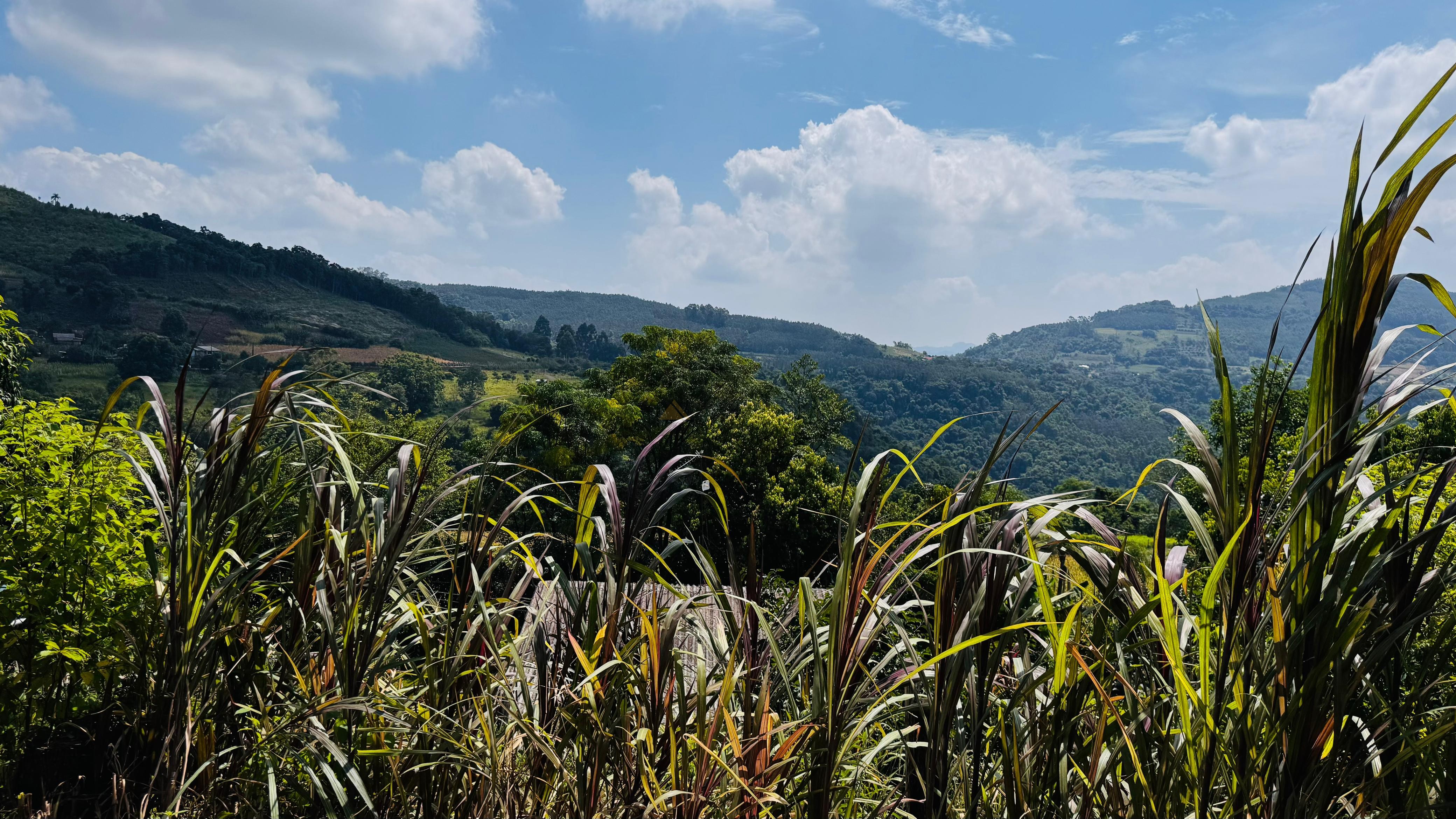 Sítio / Chácara para Venda no bairro Linha Quatro Cantos em Morro Reuter