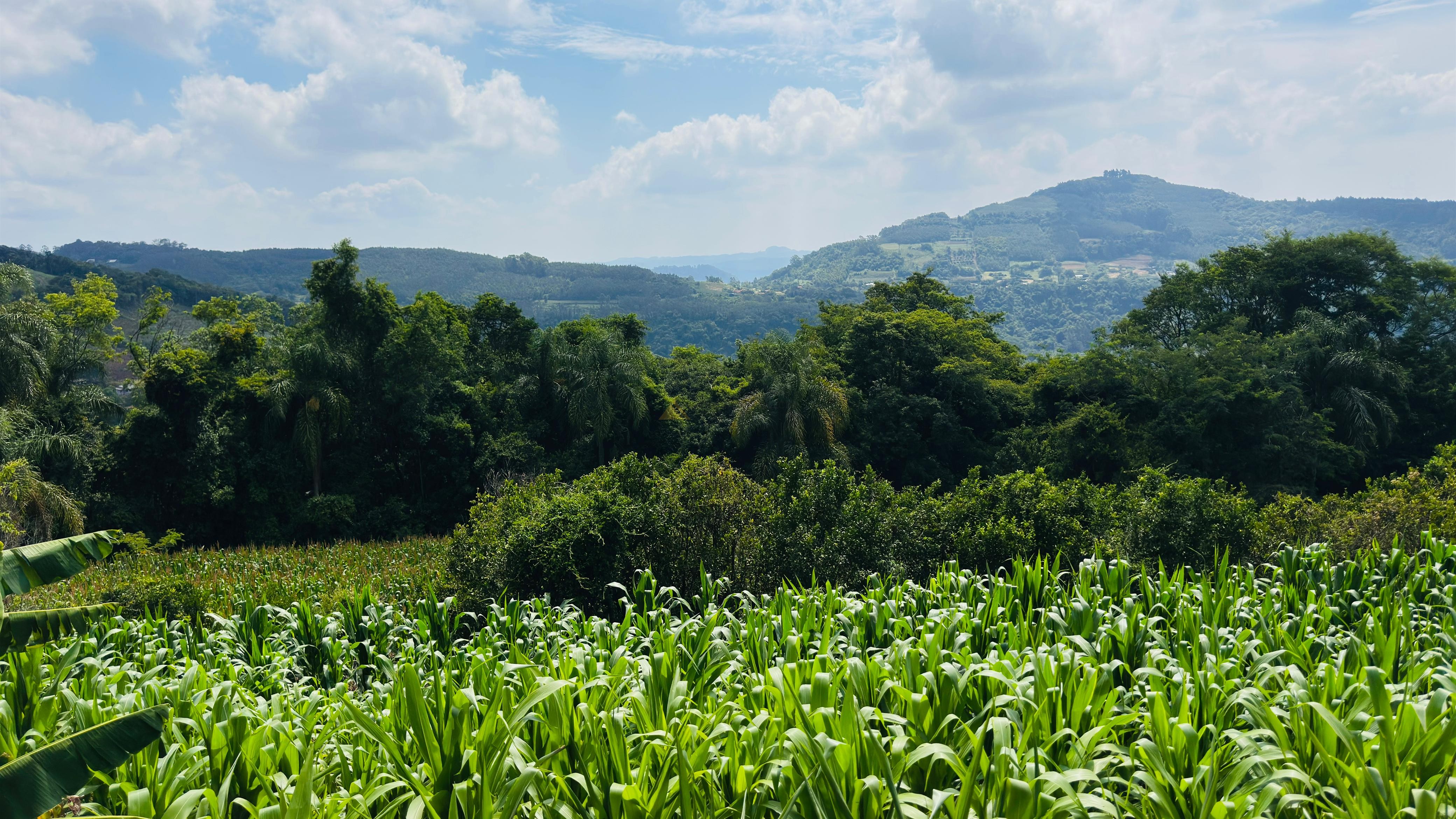 Sítio / Chácara para Venda no bairro Linha Quatro Cantos em Morro Reuter