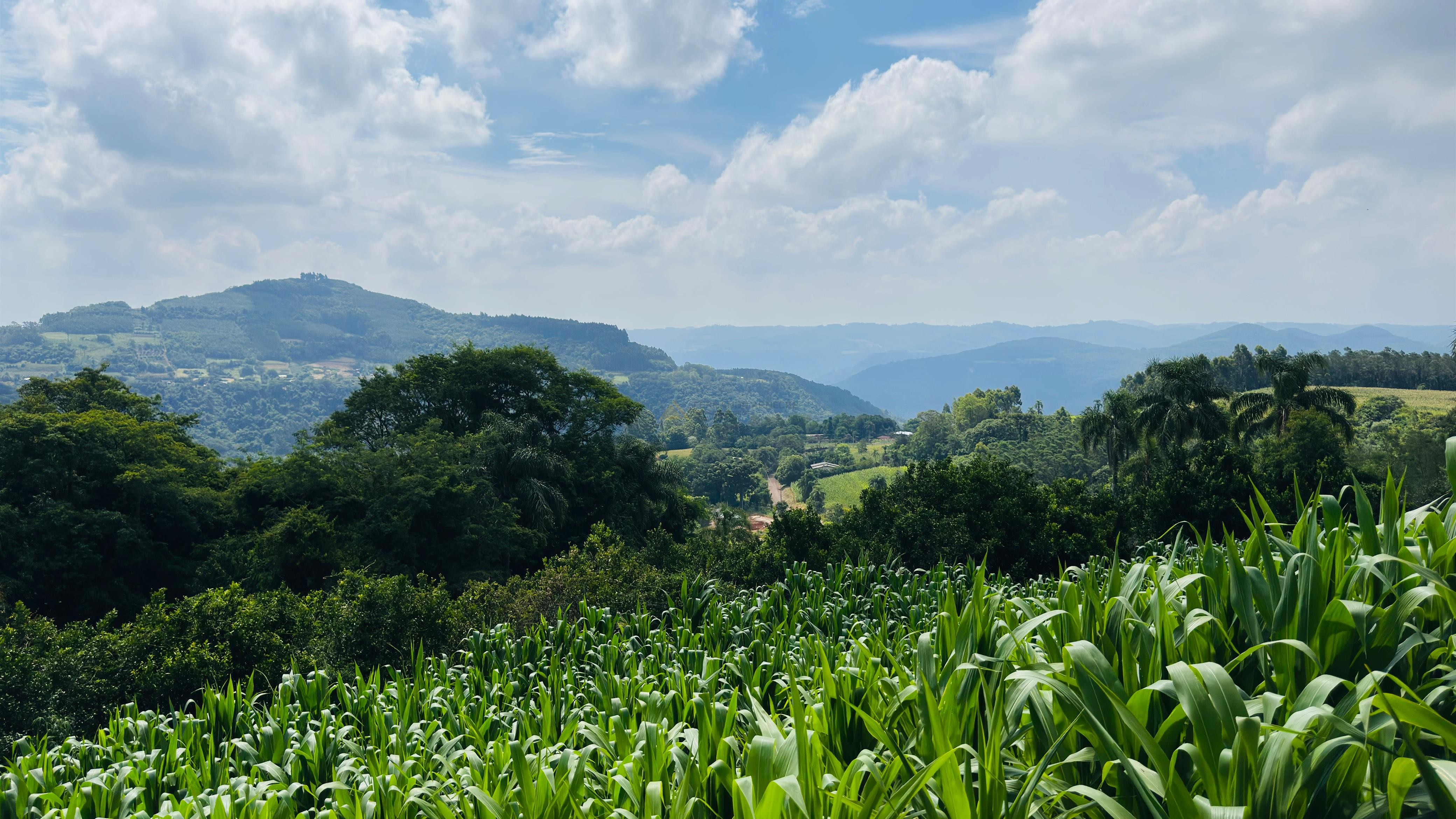 Sítio / Chácara para Venda no bairro Linha Quatro Cantos em Morro Reuter