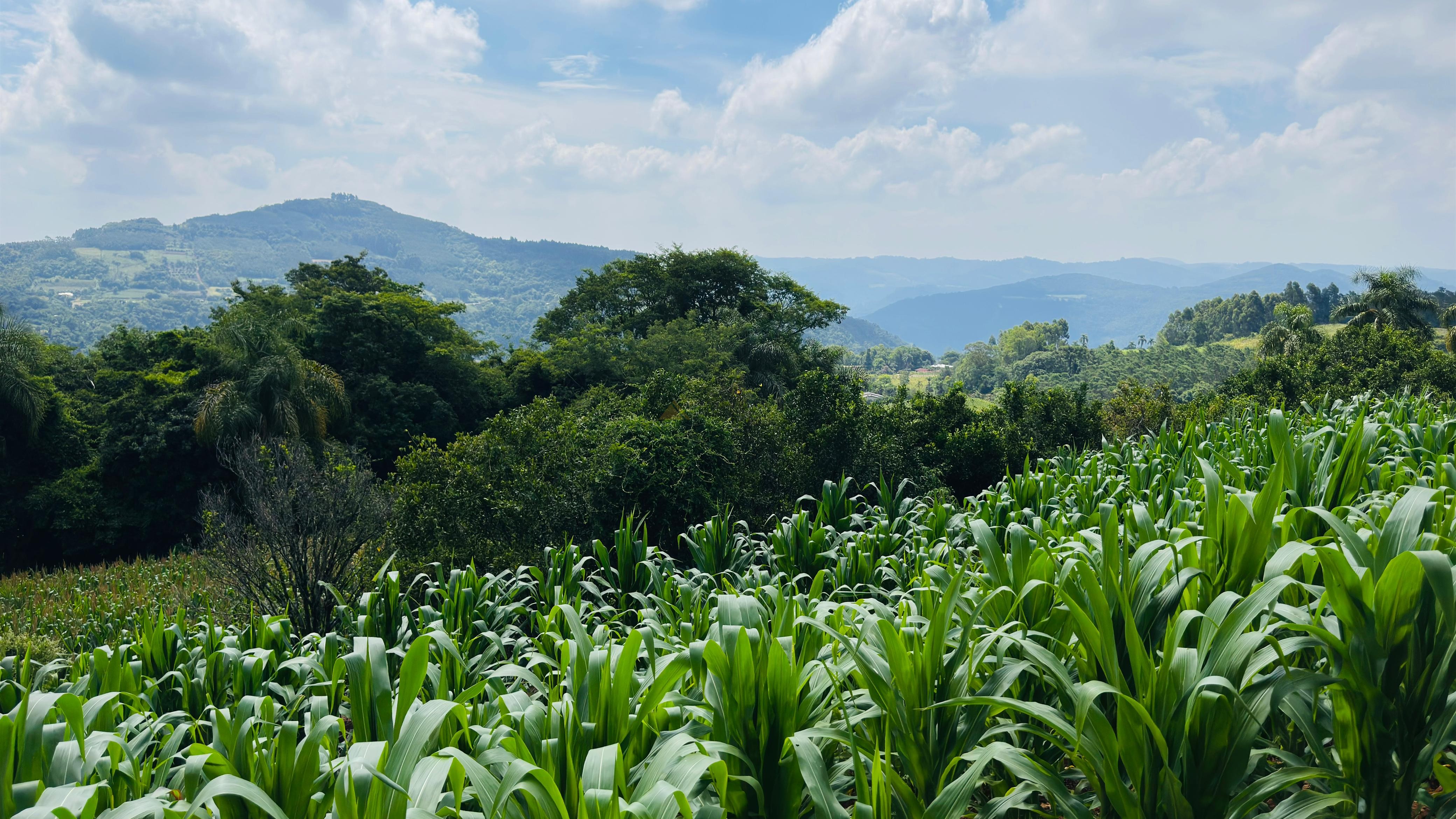 Sítio / Chácara para Venda no bairro Linha Quatro Cantos em Morro Reuter