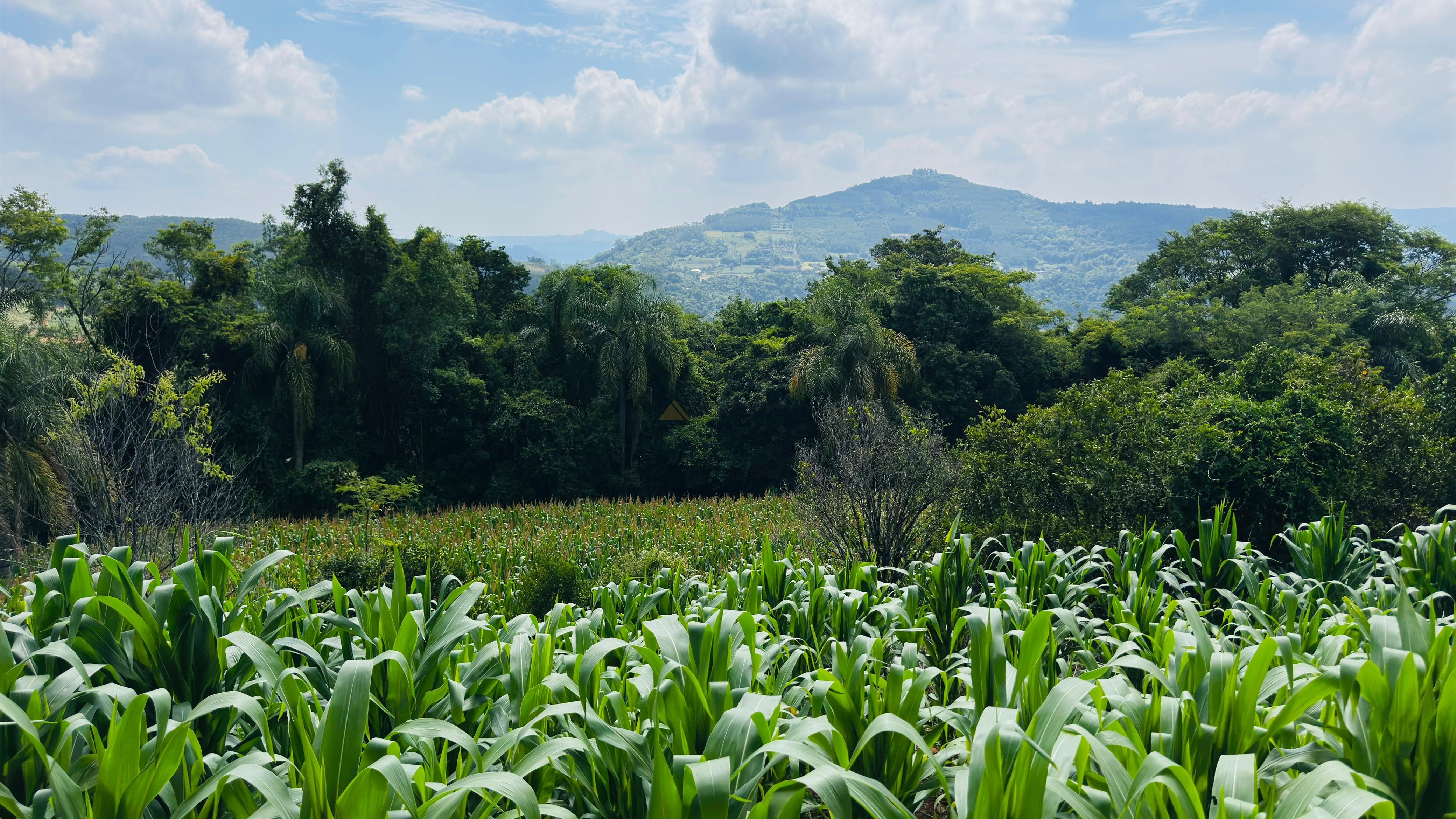 Sítio / Chácara para Venda no bairro Linha Quatro Cantos em Morro Reuter