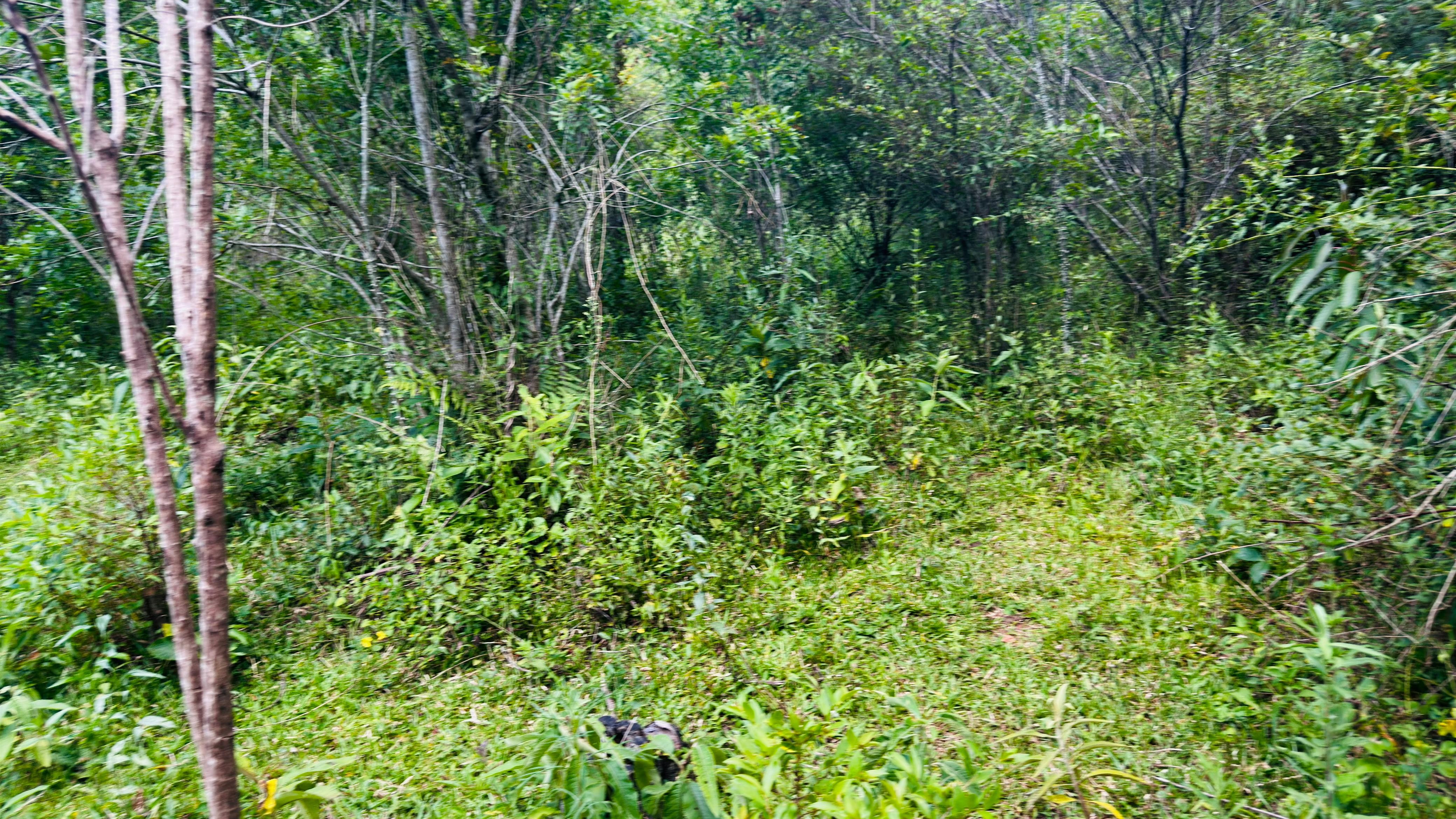Sítio / Chácara para Venda no bairro Alto Padre Eterno em Santa Maria do Herval