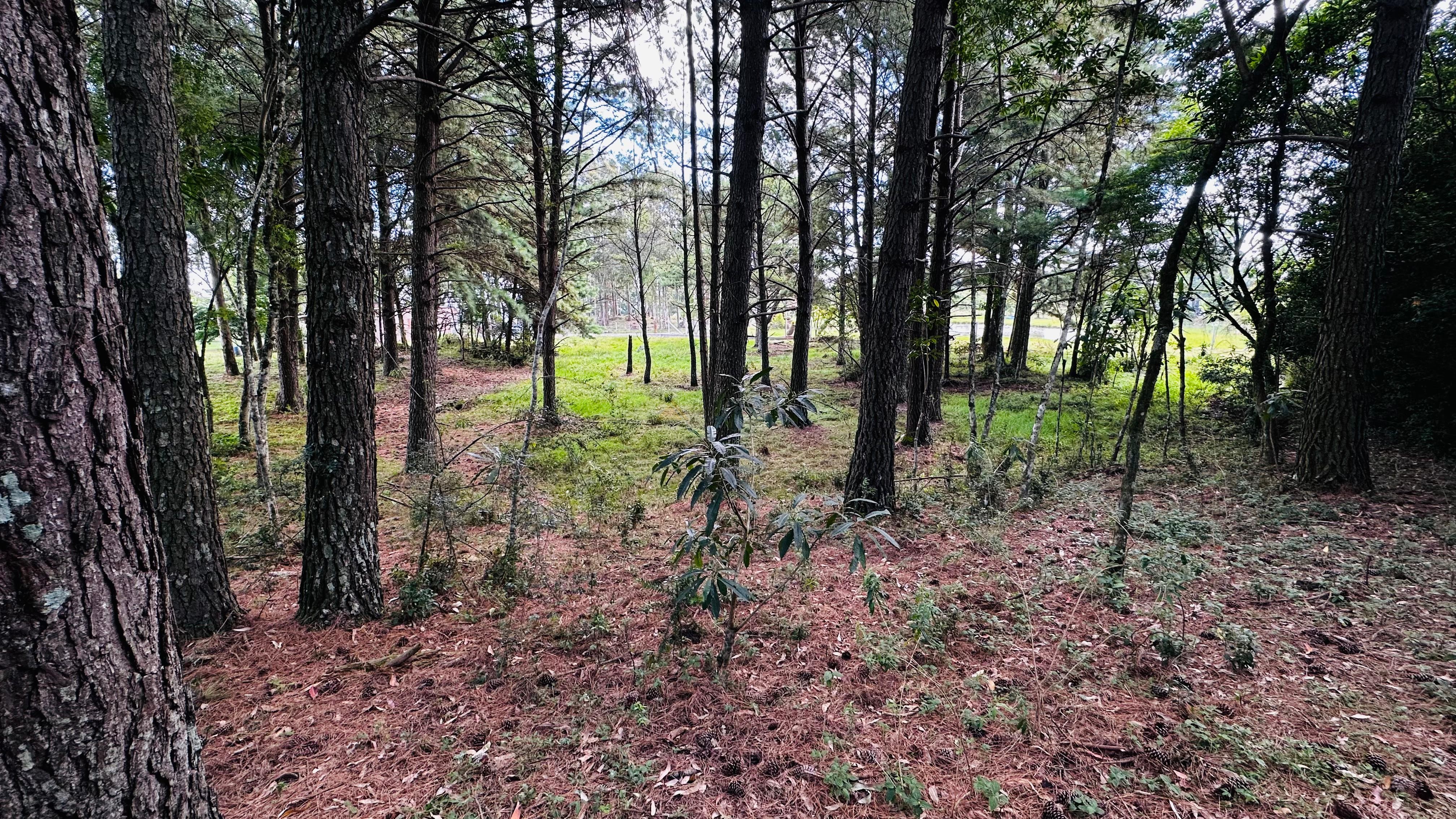 Sítio / Chácara para Venda no bairro Alto Padre Eterno em Santa Maria do Herval
