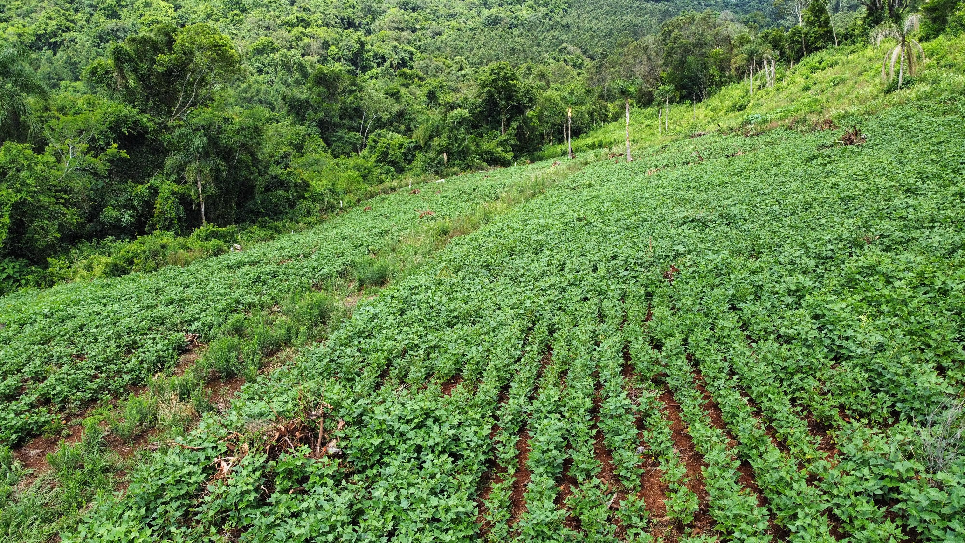 Sítio / Chácara para Venda no bairro Boa Vista do Herval em Santa Maria do Herval