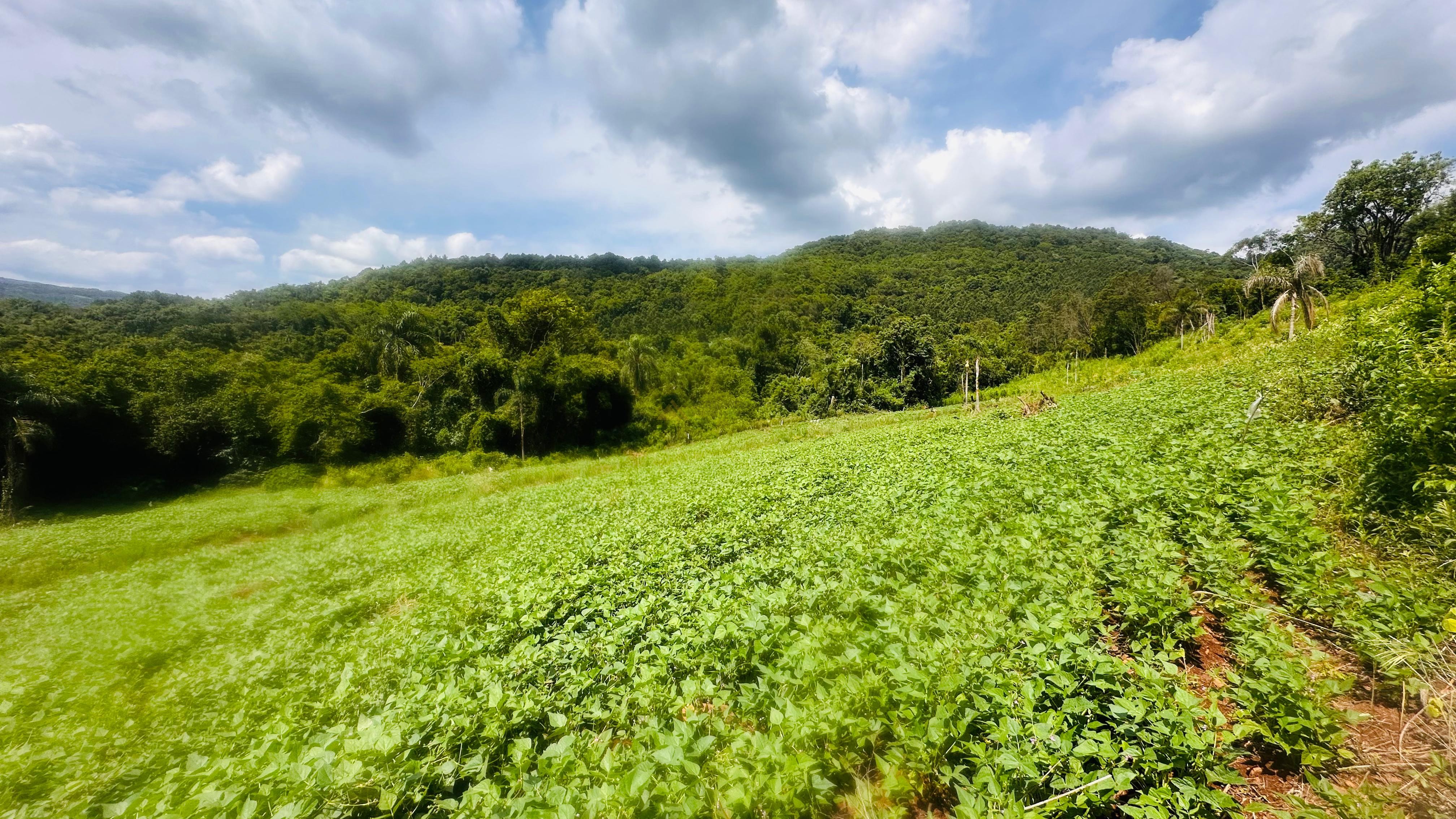 Sítio / Chácara para Venda no bairro Boa Vista do Herval em Santa Maria do Herval