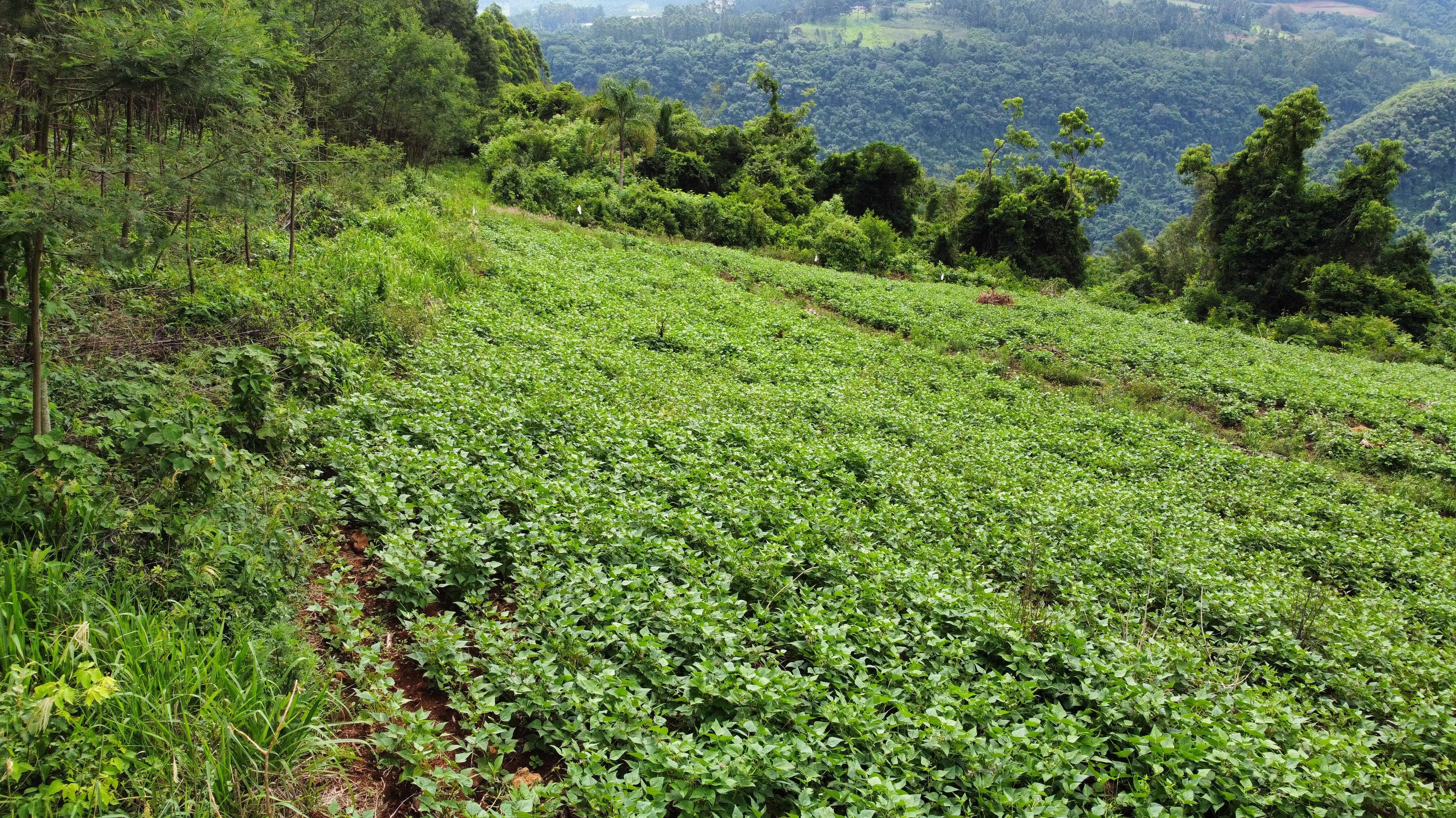 Sítio / Chácara para Venda no bairro Boa Vista do Herval em Santa Maria do Herval