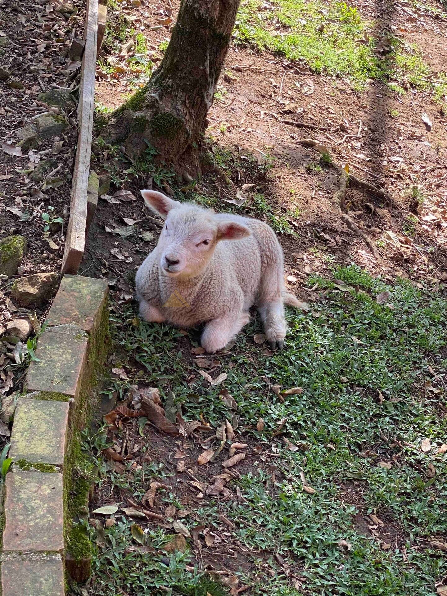 Sítio / Chácara 4 quartos para Venda no bairro Serra Grande em Três Coroas