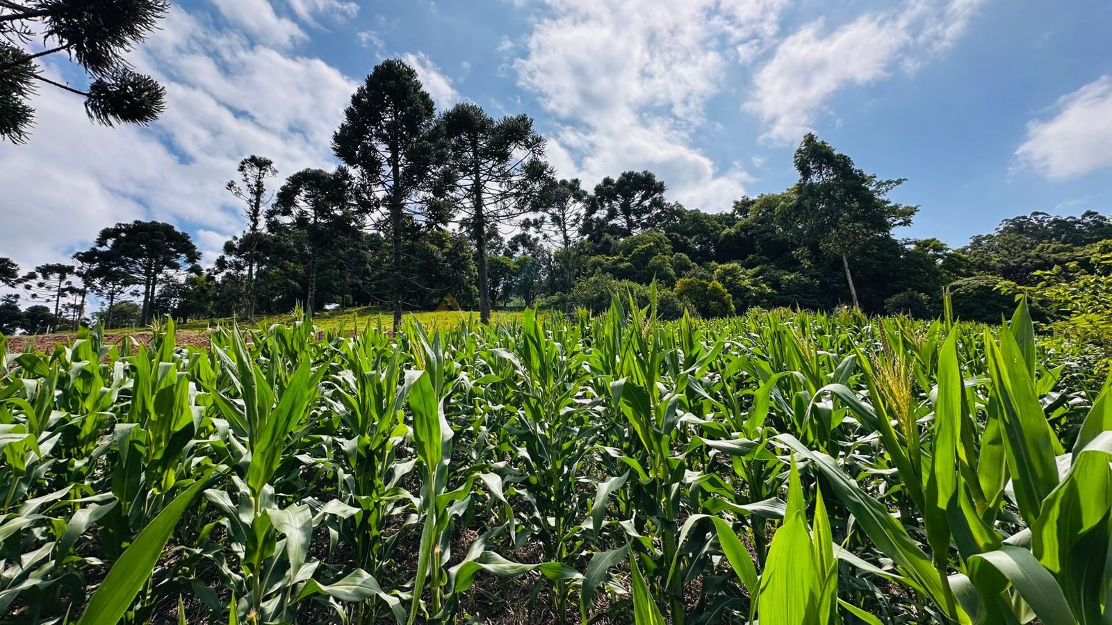 Sítio / Chácara 1 quarto para Venda no bairro Serra Grande em Três Coroas