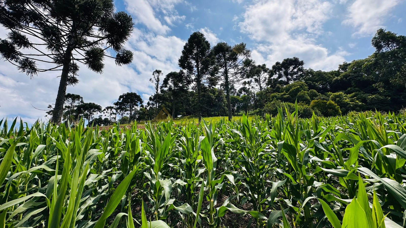 Sítio / Chácara 1 quarto para Venda no bairro Serra Grande em Três Coroas