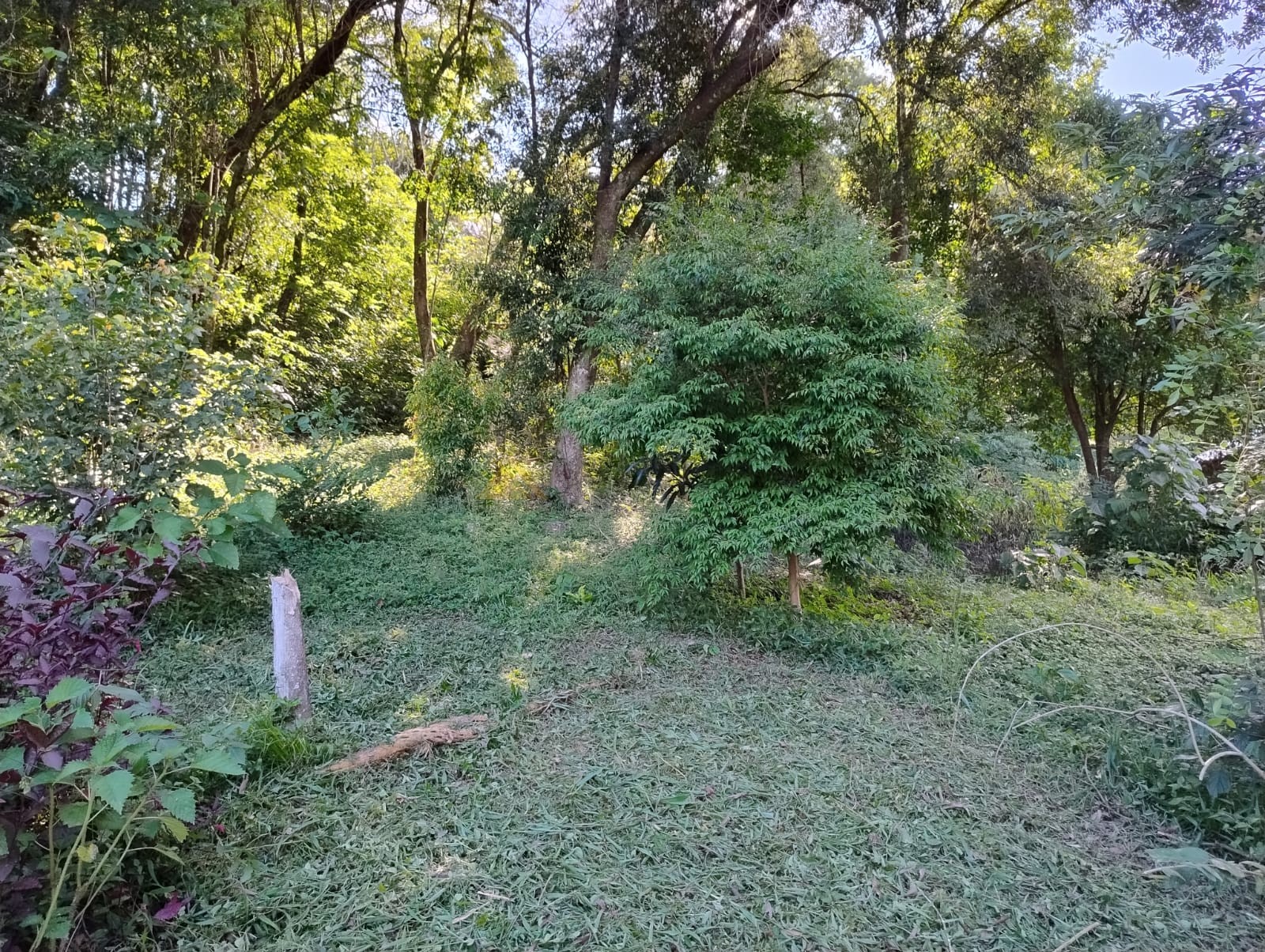 Sítio / Chácara 1 quarto para Venda no bairro Serra Grande em Três Coroas