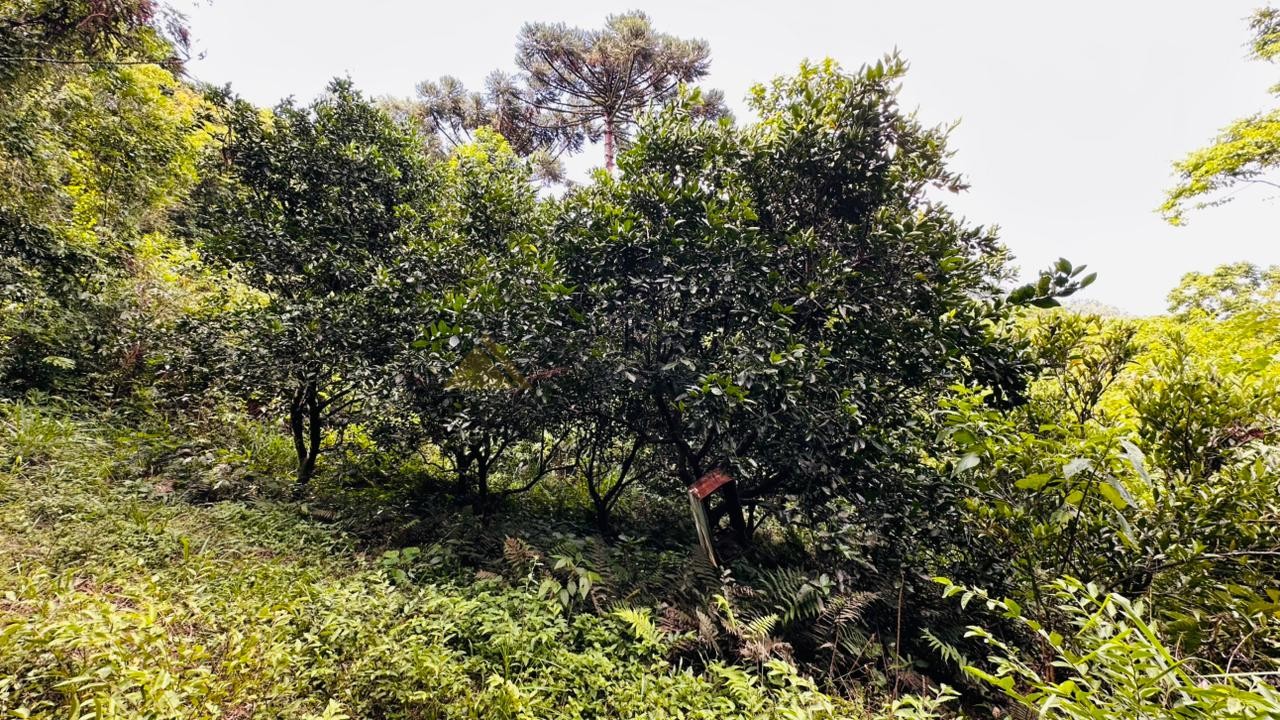 Sítio / Chácara 1 quarto para Venda no bairro Serra Grande em Três Coroas