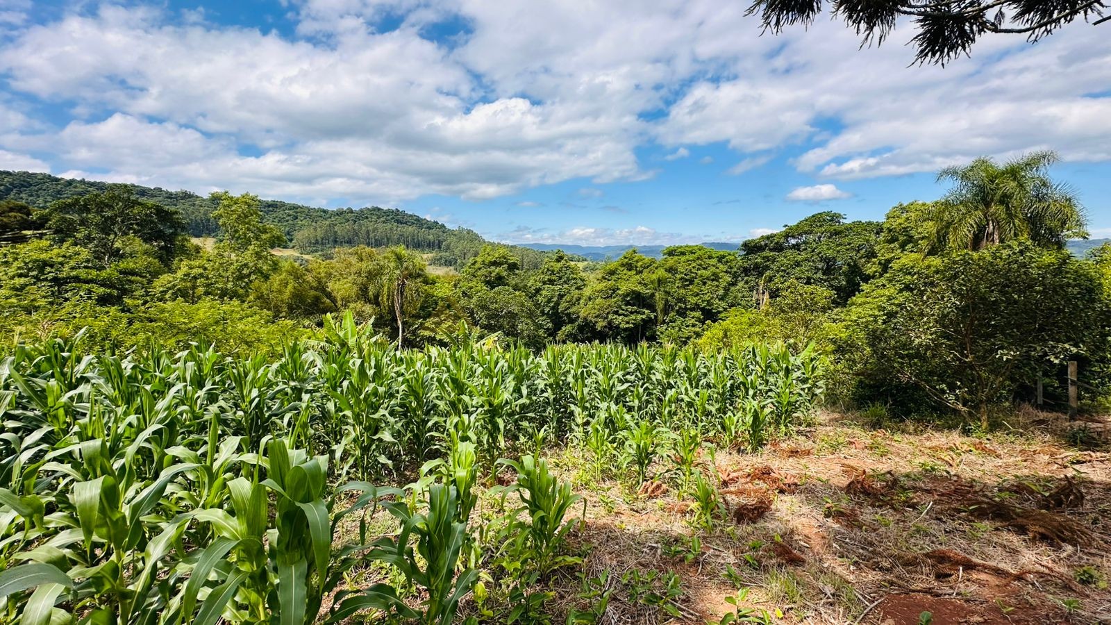 Sítio / Chácara 1 quarto para Venda no bairro Serra Grande em Três Coroas