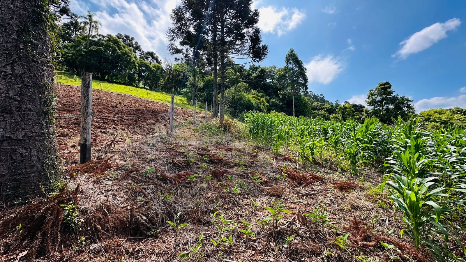 Sítio / Chácara 1 quarto para Venda no bairro Serra Grande em Três Coroas