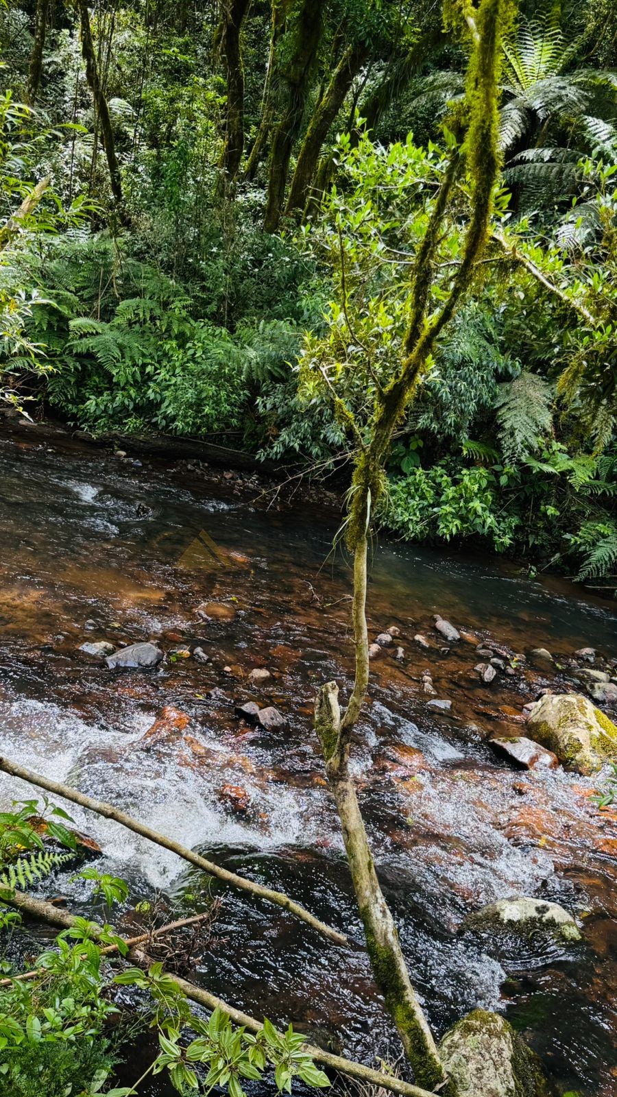 Sítio / Chácara para Venda no bairro Serra Grande em Igrejinha