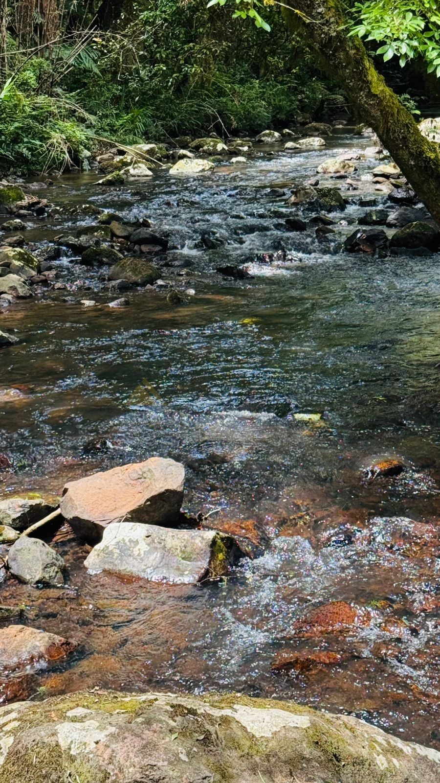 Sítio / Chácara para Venda no bairro Serra Grande em Igrejinha