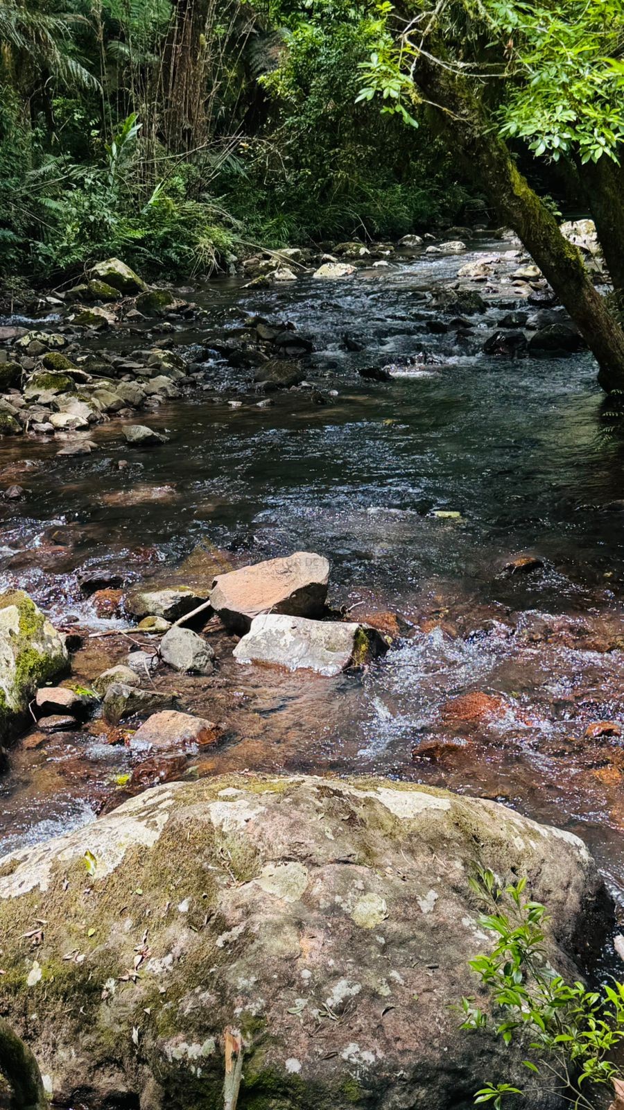 Sítio / Chácara para Venda no bairro Serra Grande em Igrejinha