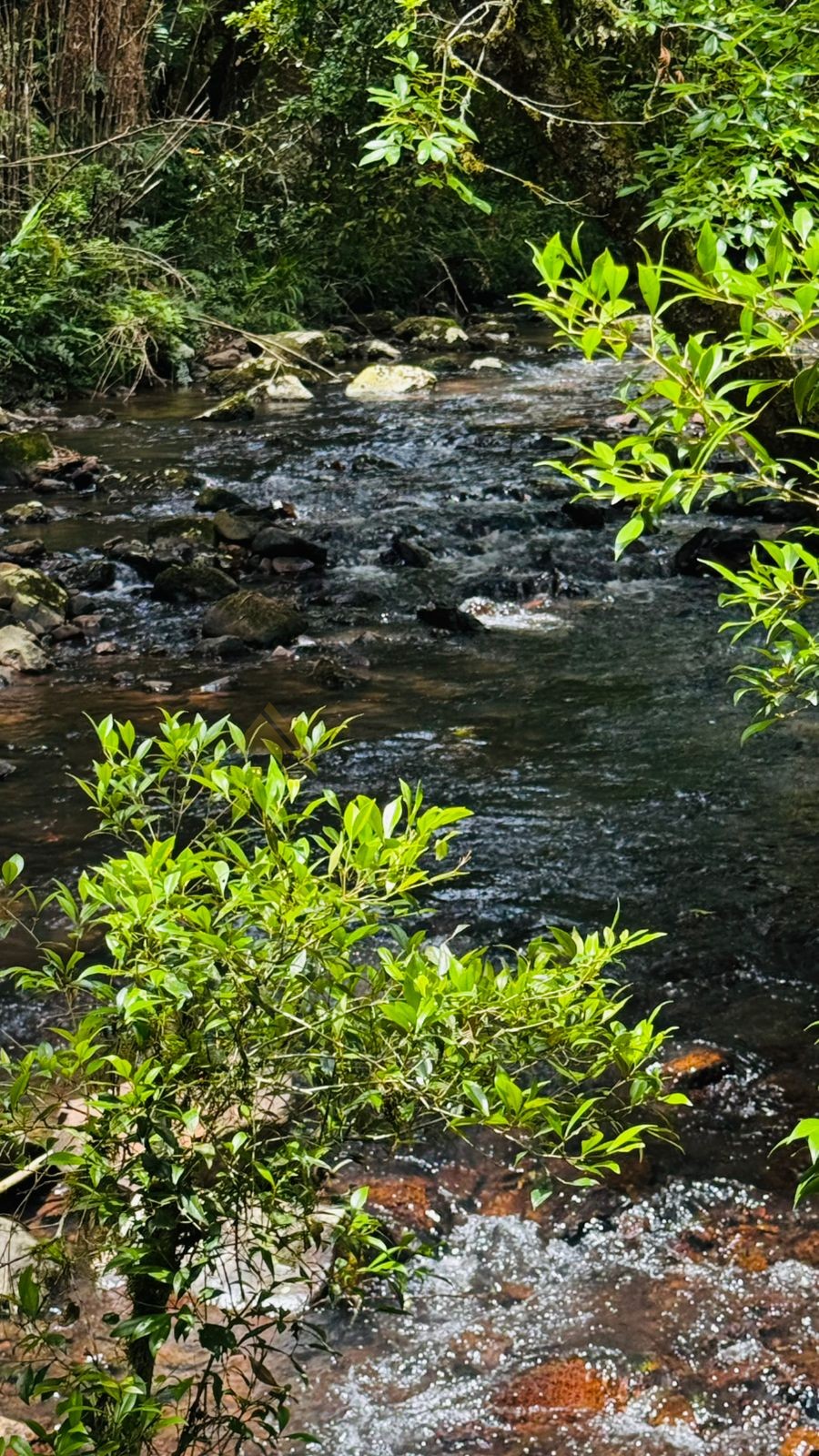 Sítio / Chácara para Venda no bairro Serra Grande em Igrejinha
