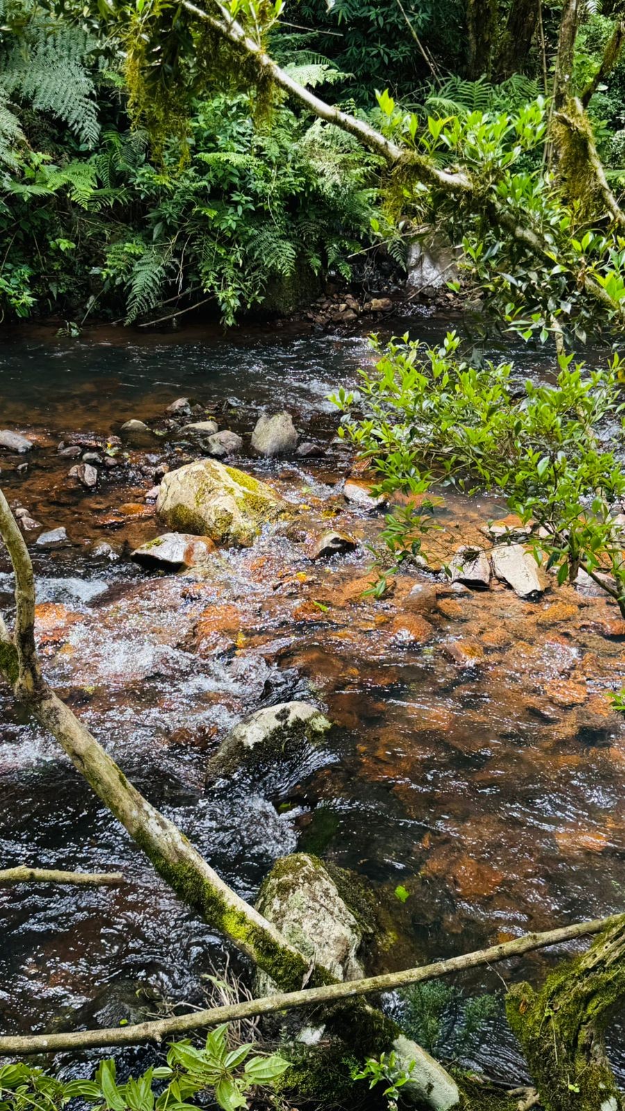 Sítio / Chácara para Venda no bairro Serra Grande em Igrejinha