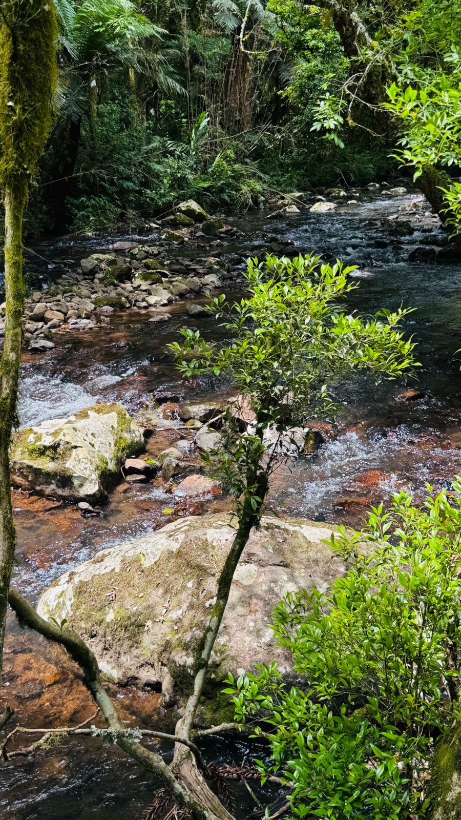 Sítio / Chácara para Venda no bairro Serra Grande em Igrejinha