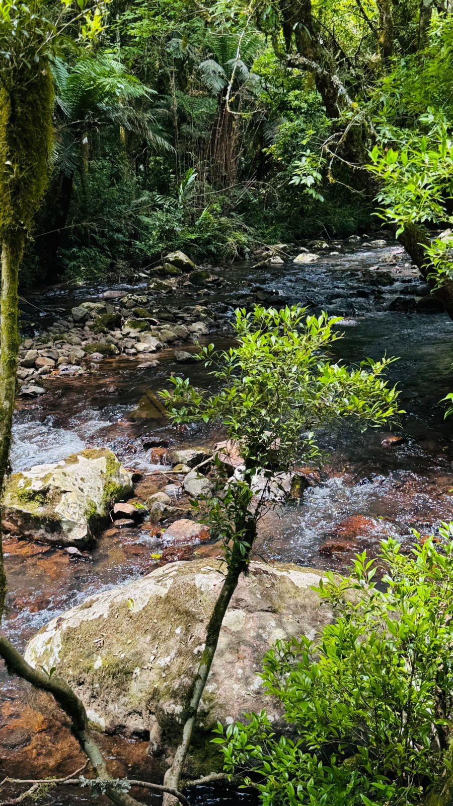 Sítio / Chácara para Venda no bairro Serra Grande em Igrejinha