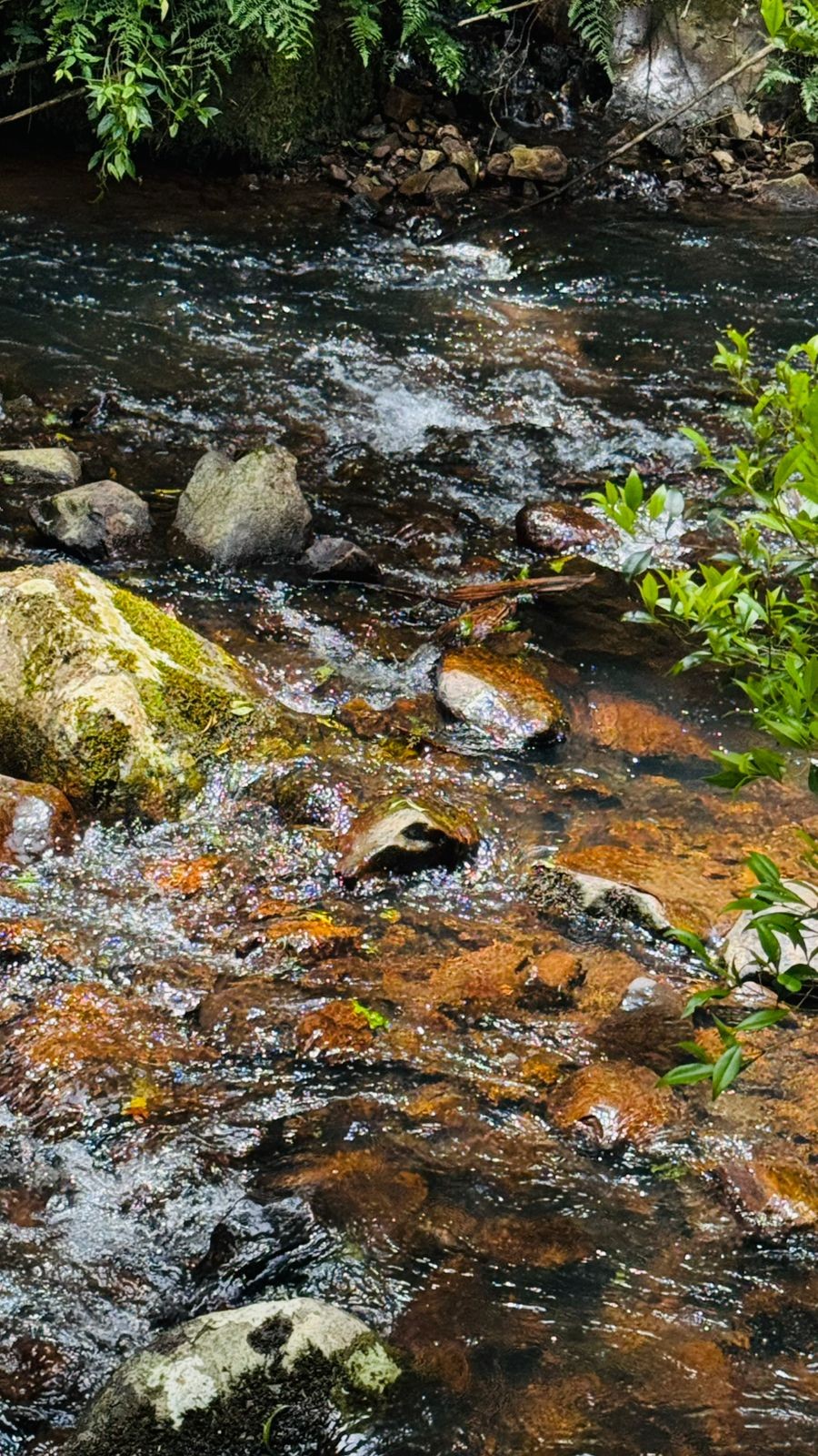 Sítio / Chácara para Venda no bairro Serra Grande em Igrejinha