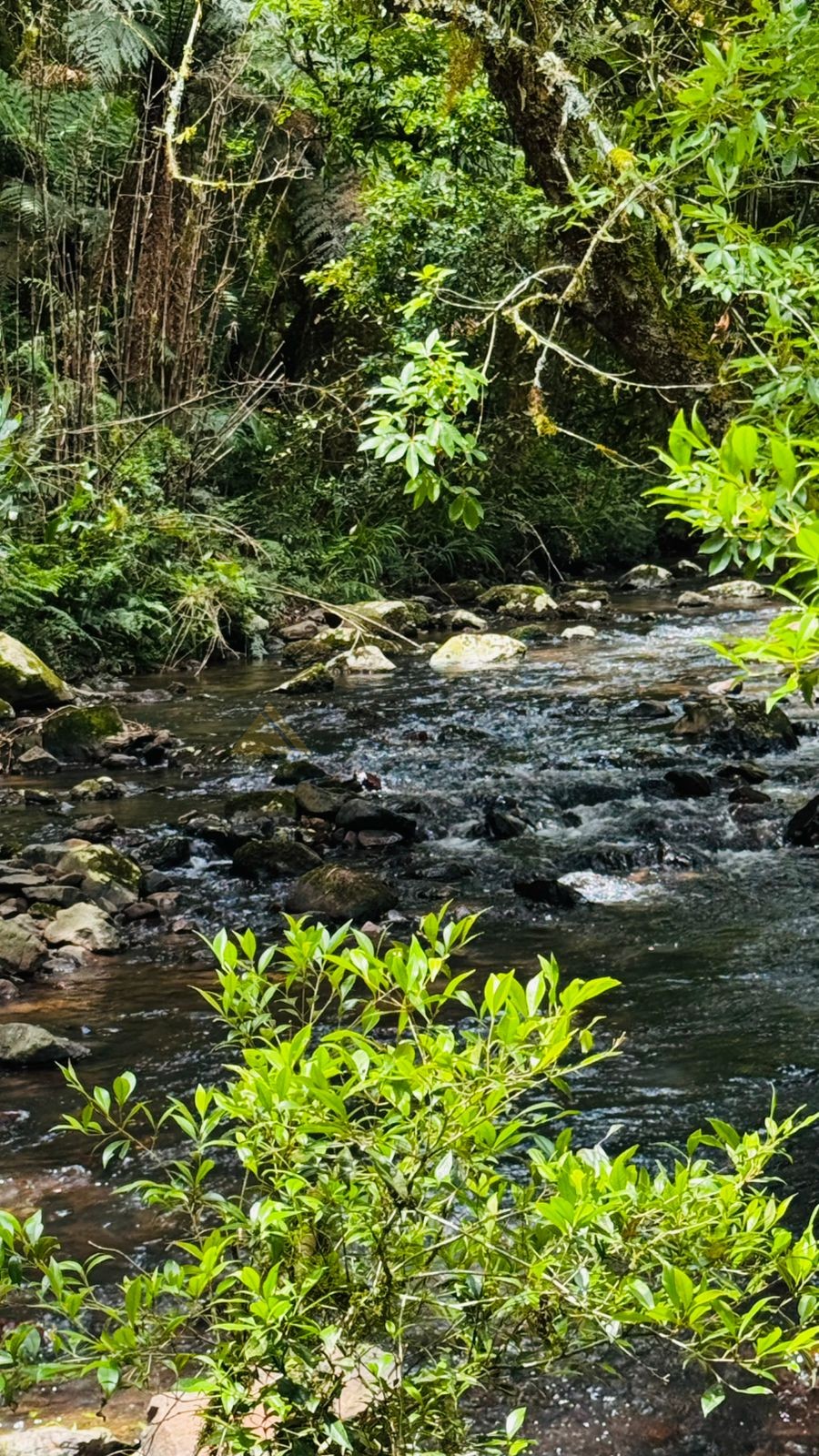 Sítio / Chácara para Venda no bairro Serra Grande em Igrejinha