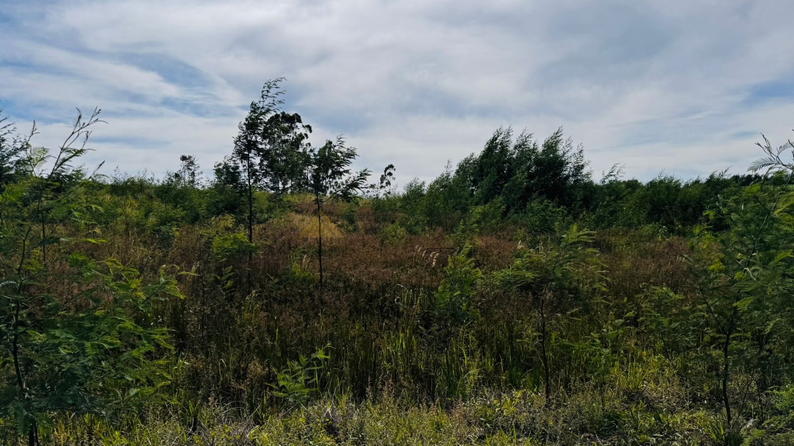 Sítio / Chácara para Venda no bairro Padre Eterno Ilges em Santa Maria do Herval