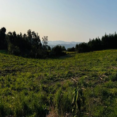Sítio / Chácara para Venda no bairro Padre Eterno Ilges em Santa Maria do Herval Sítio / Chácara para Venda no bairro Padre Eterno Ilges em Santa Maria do Herval