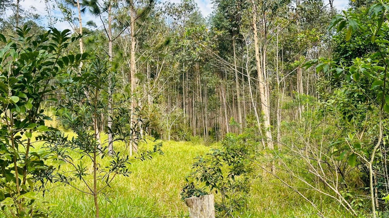 Sítio / Chácara para Venda no bairro Zona Rural em Araricá