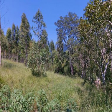 Sítio / Chácara para Venda no bairro Zona Rural em Araricá