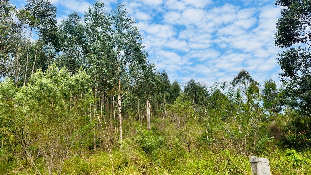Sítio / Chácara para Venda no bairro Zona Rural em Araricá