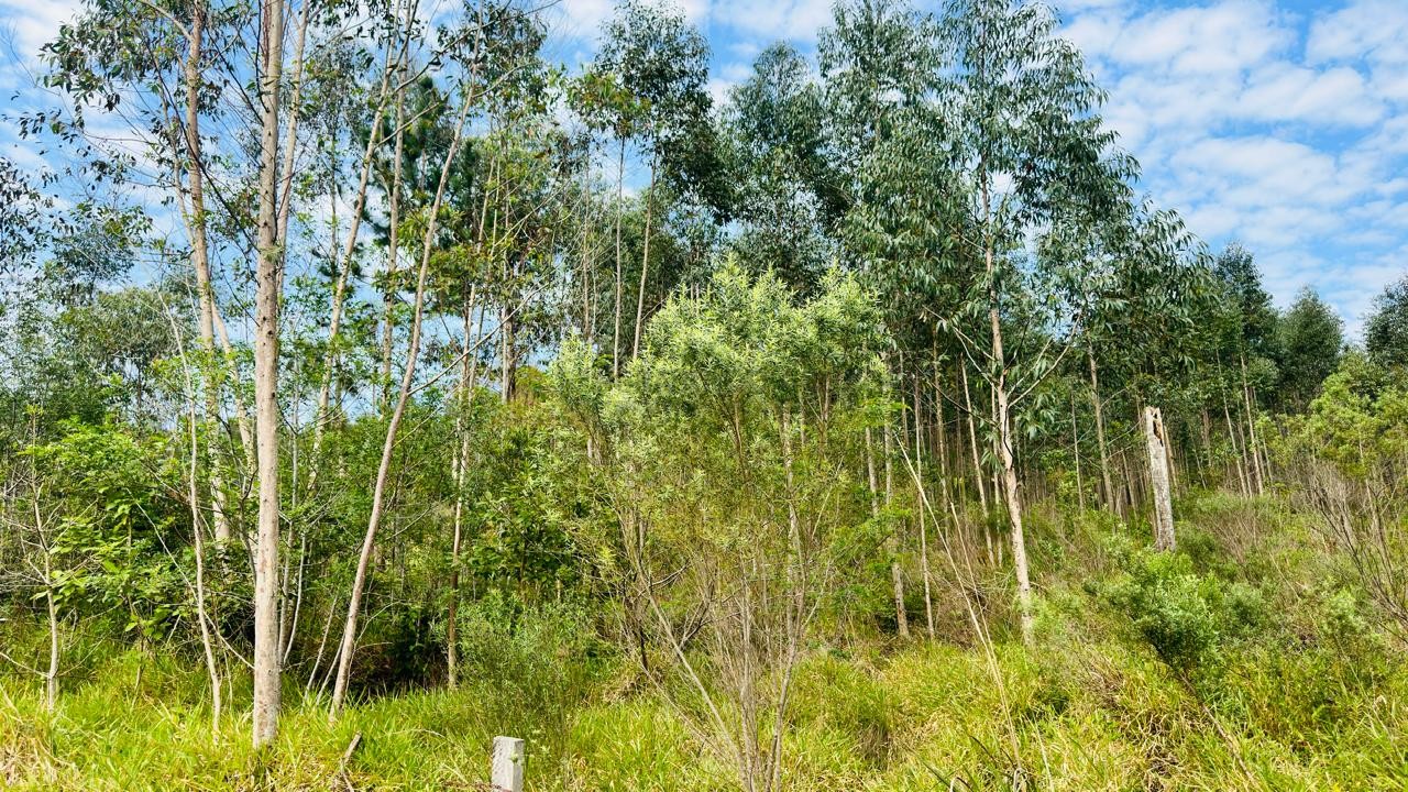 Sítio / Chácara para Venda no bairro Zona Rural em Araricá