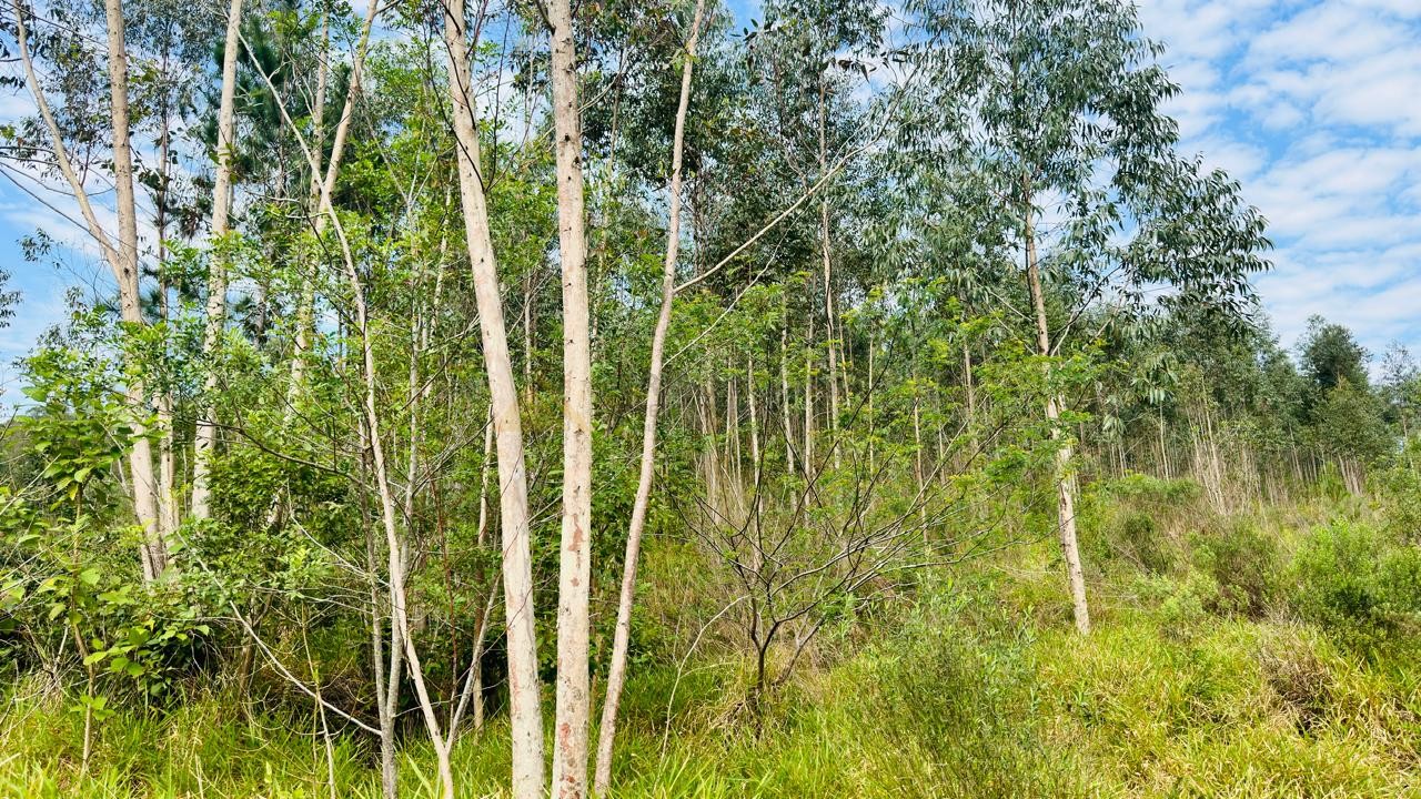 Sítio / Chácara para Venda no bairro Zona Rural em Araricá