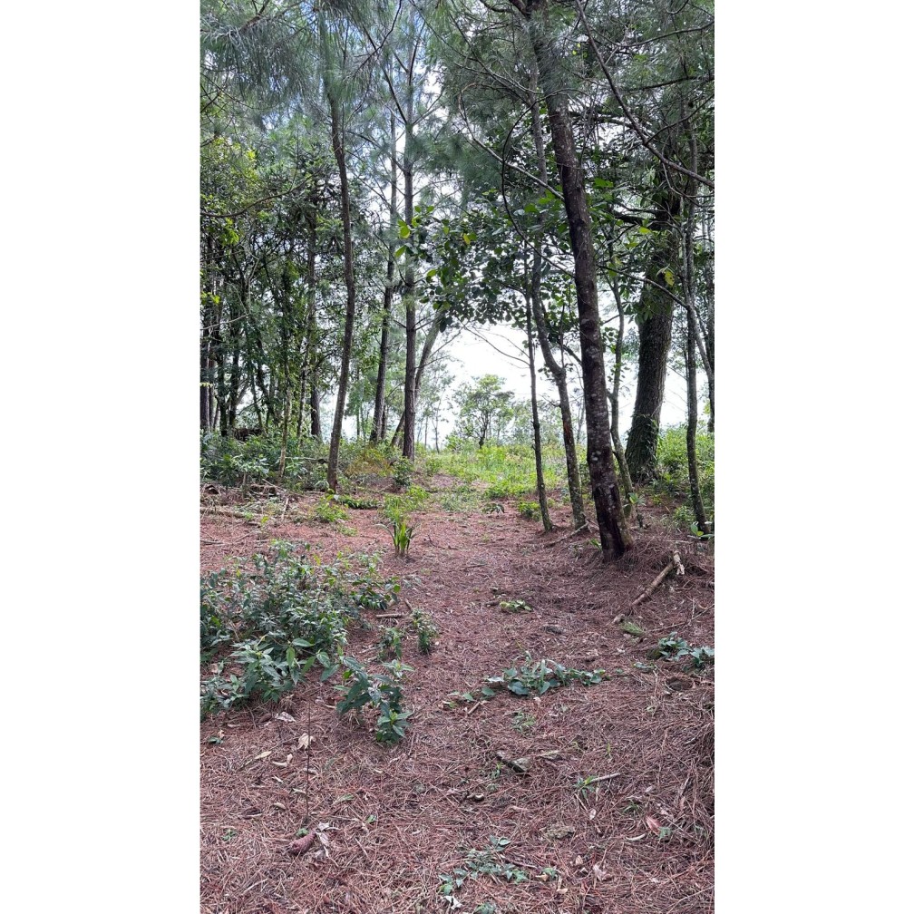 Terreno para Venda no bairro Mato Comprido em Morro Reuter