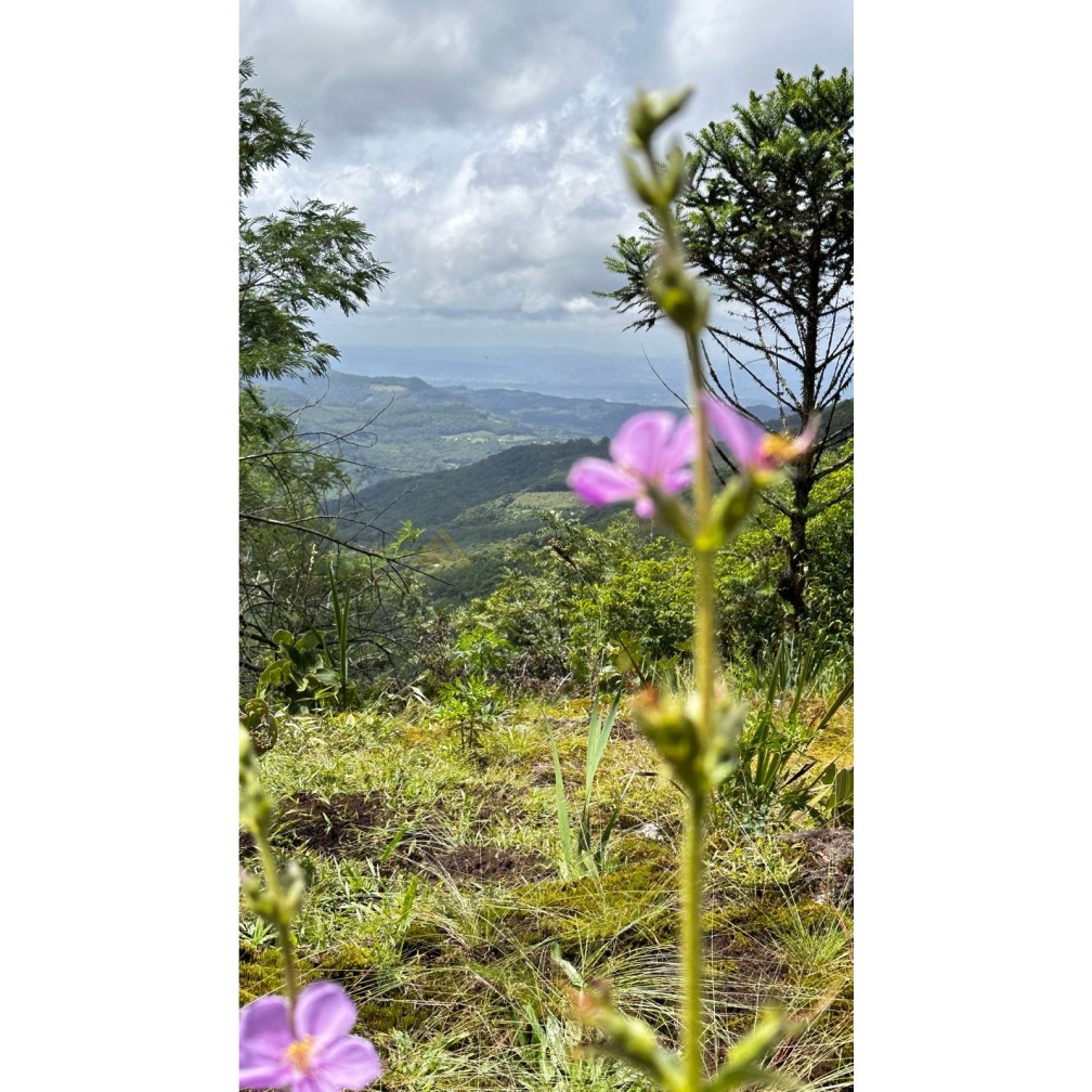 Terreno para Venda no bairro Mato Comprido em Morro Reuter