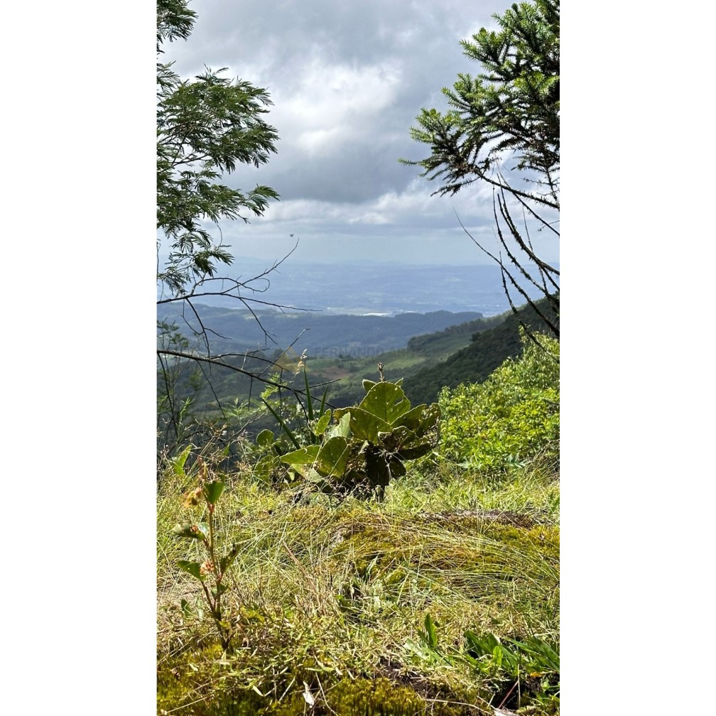 Terreno para Venda no bairro Mato Comprido em Morro Reuter