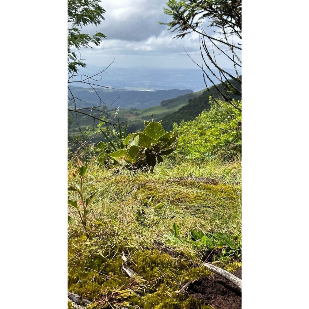 Terreno para Venda no bairro Mato Comprido em Morro Reuter