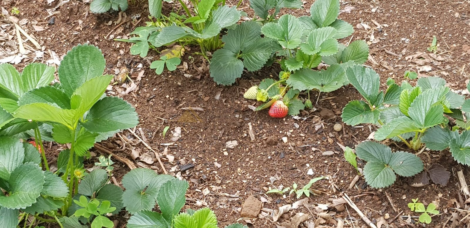 Casa 4 quartos para Venda no bairro Linha Imperial em Nova Petrópolis
