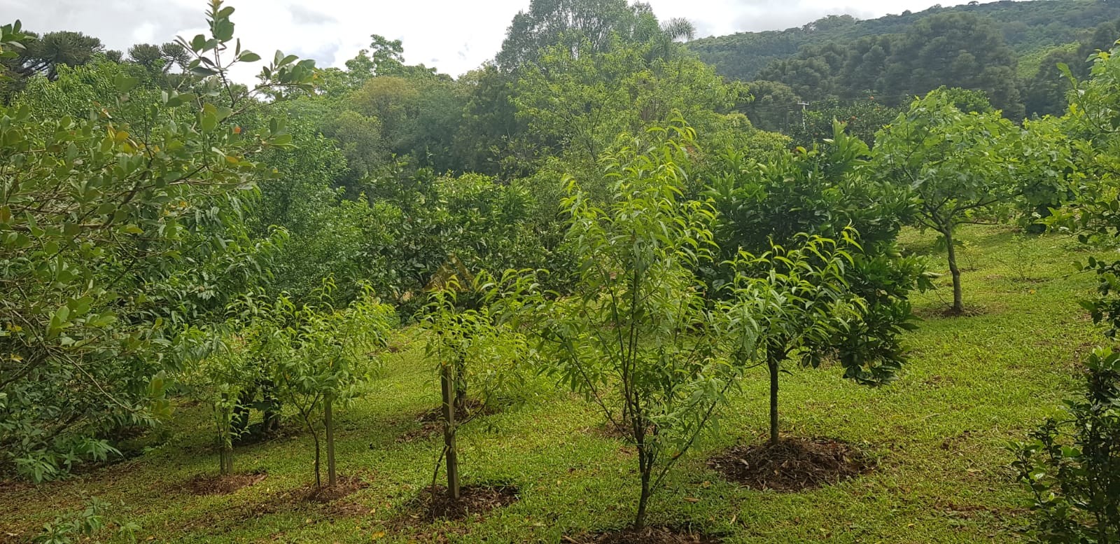 Casa 4 quartos para Venda no bairro Linha Imperial em Nova Petrópolis