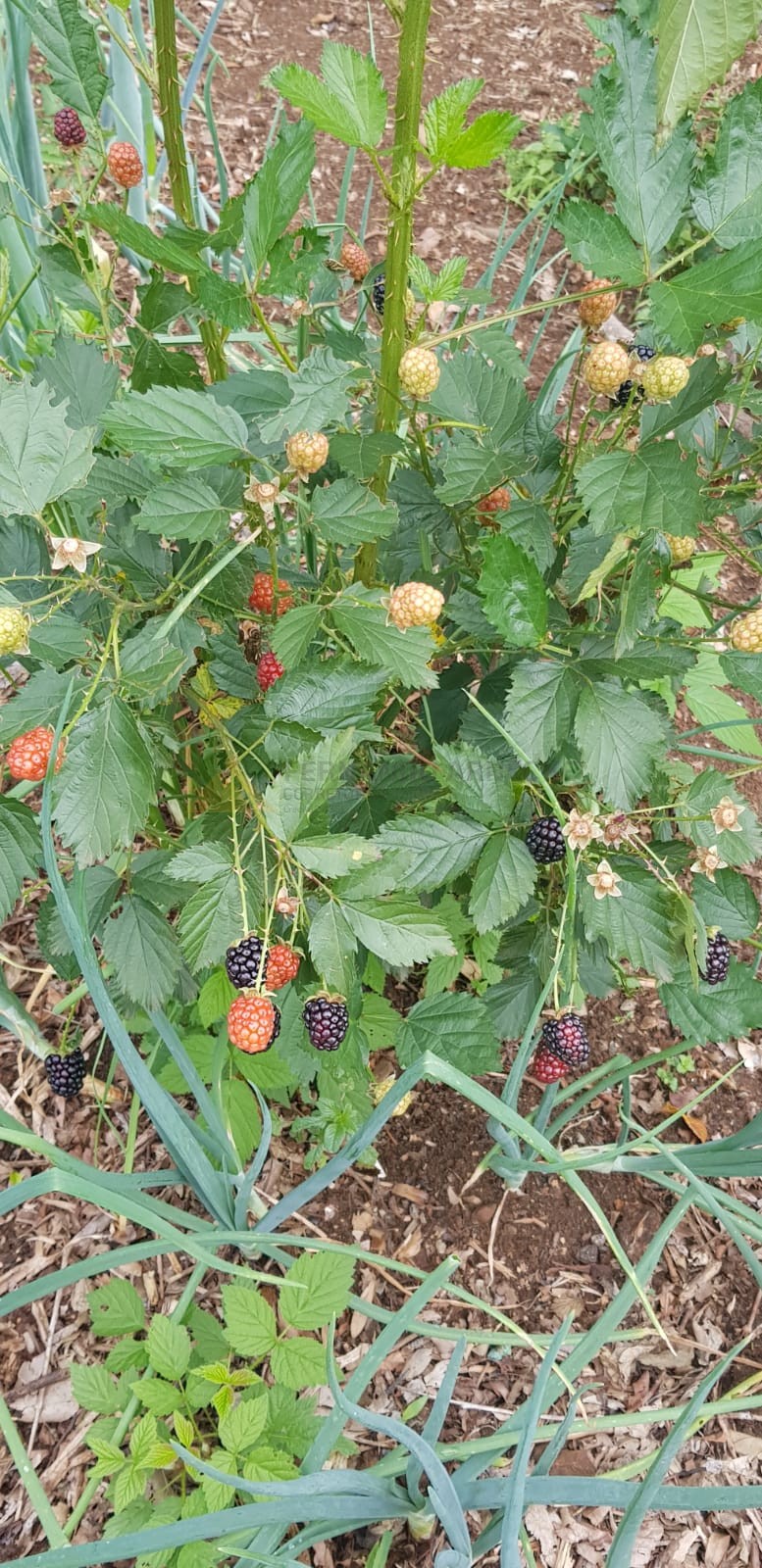 Casa 4 quartos para Venda no bairro Linha Imperial em Nova Petrópolis