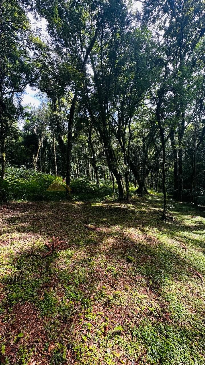 Terreno para Venda no bairro Linha Imperial em Nova Petrópolis